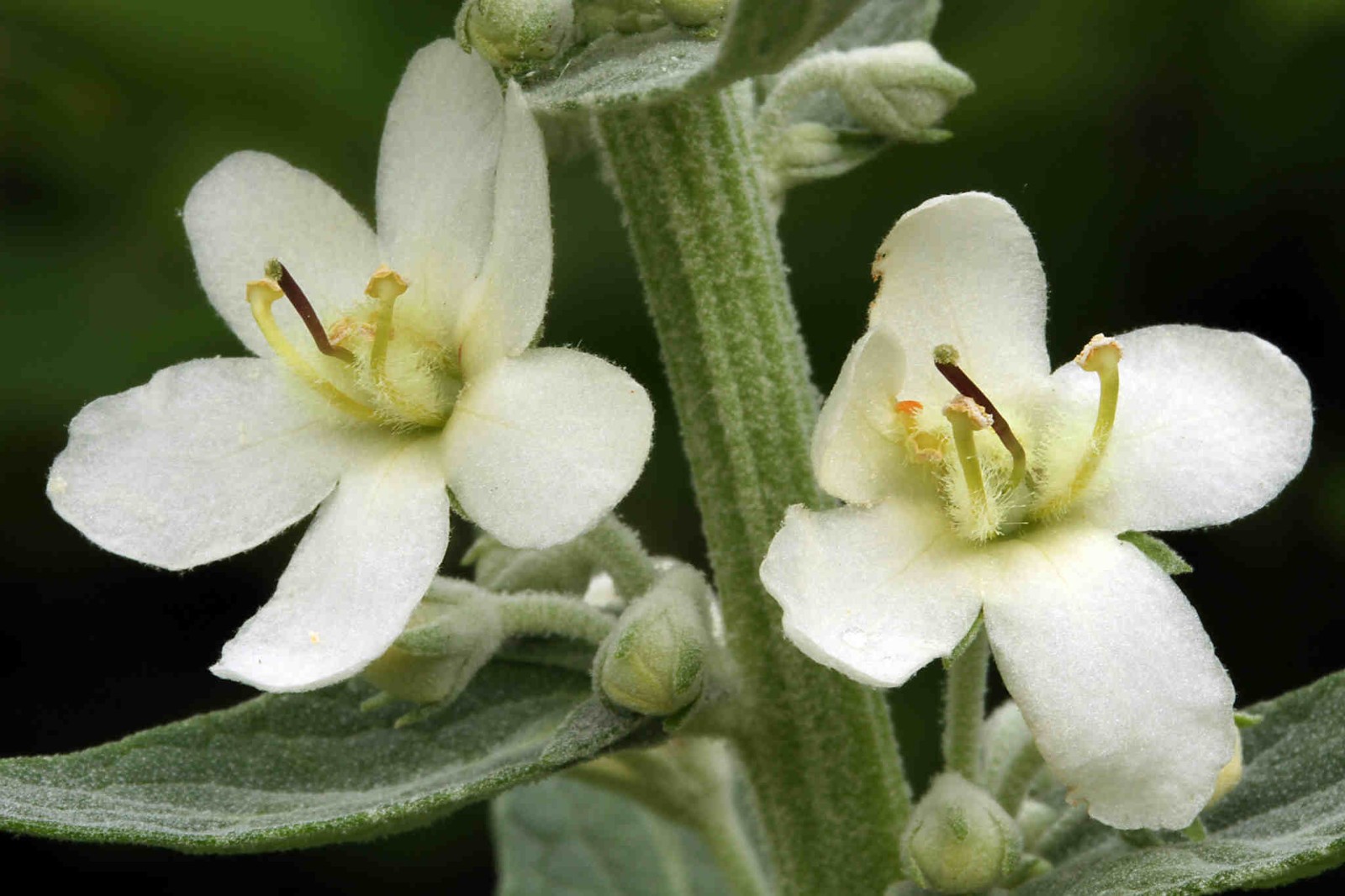 Verbascum lychnitis – White Mullein seed