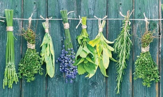 Culinary Herb Garden Set of Seeds, 16 Individual Packages Variety Culinary Herbs