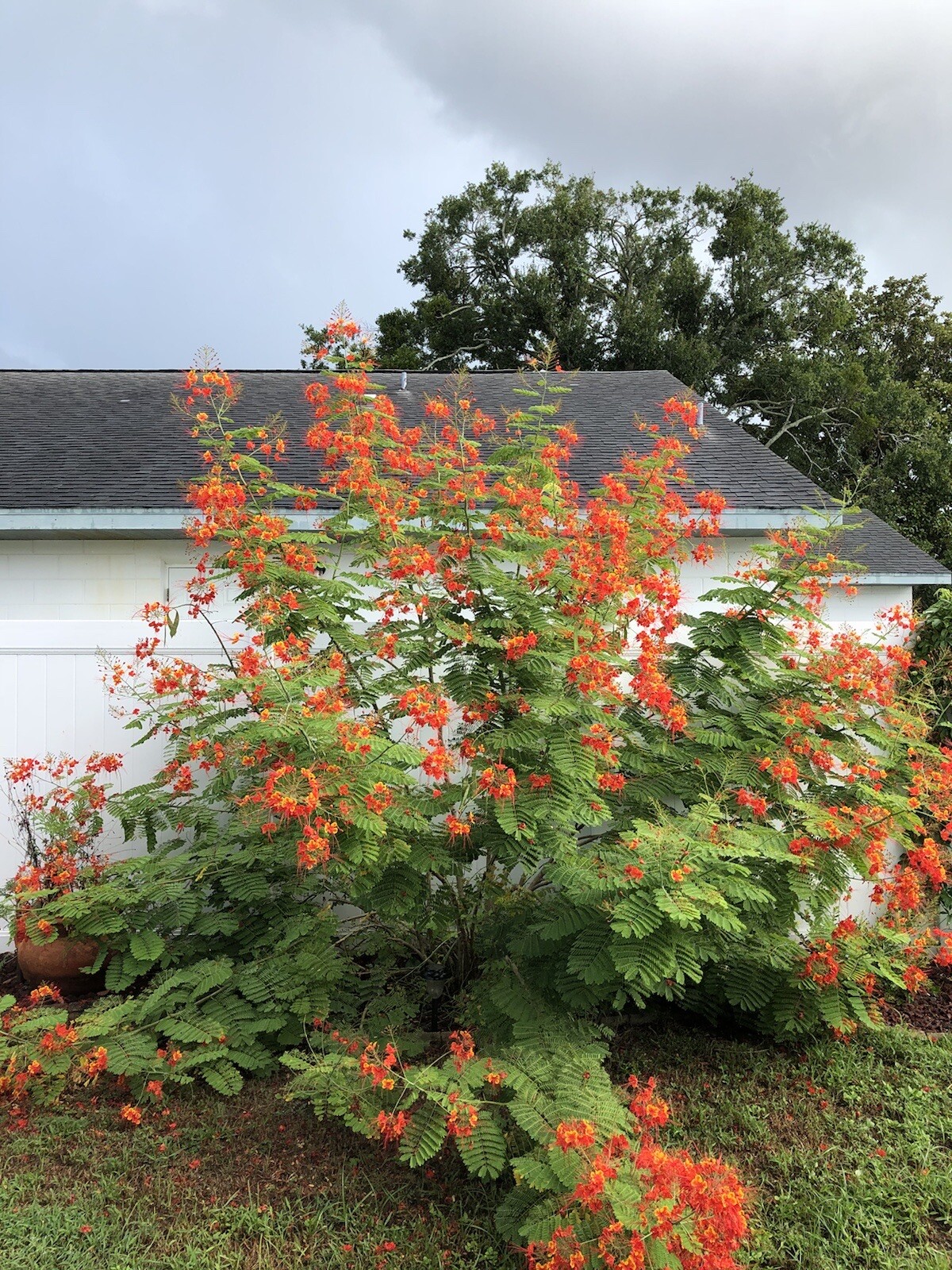 20 seeds Caesalpinia Pulcherrima PRIDE OF BARBADOS MEXICAN BIRD OF PARADISE