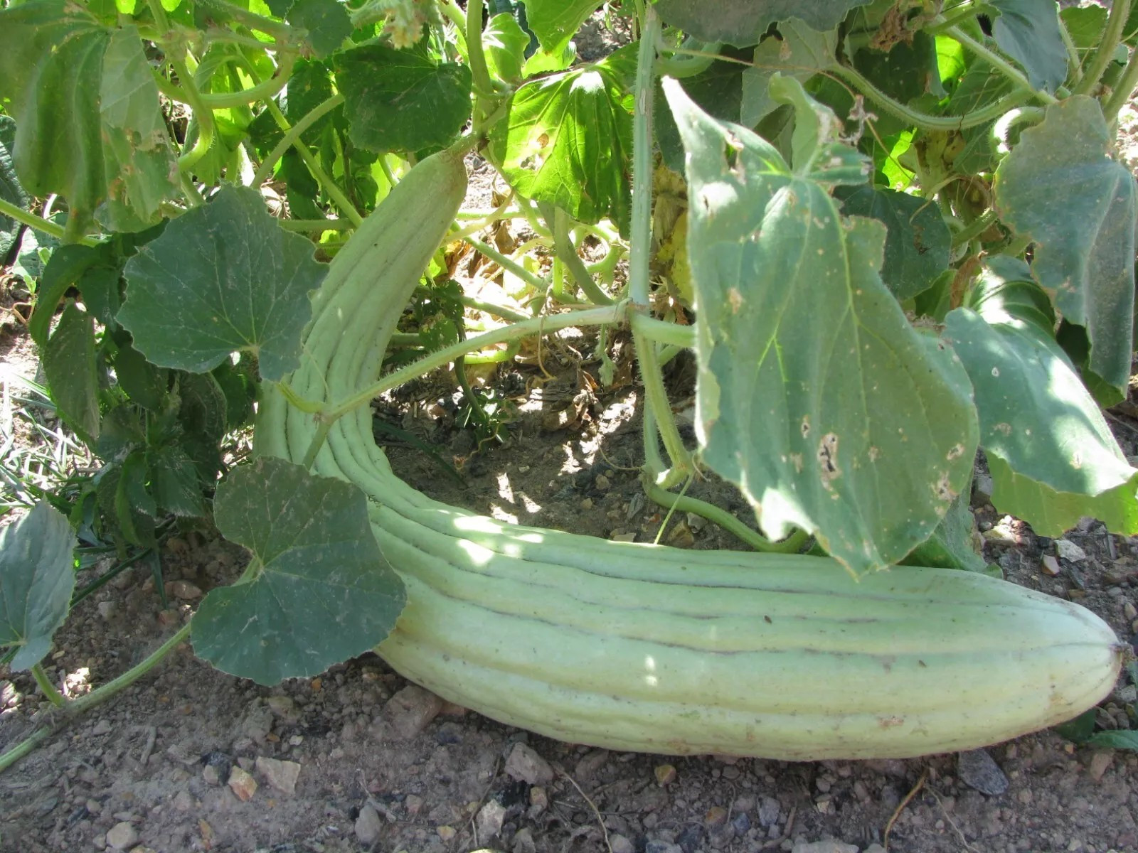 100+ Armenian Yard Long Cucumber Seeds – Non GMO – ORGANIC – HEIRLOOM — FRESH