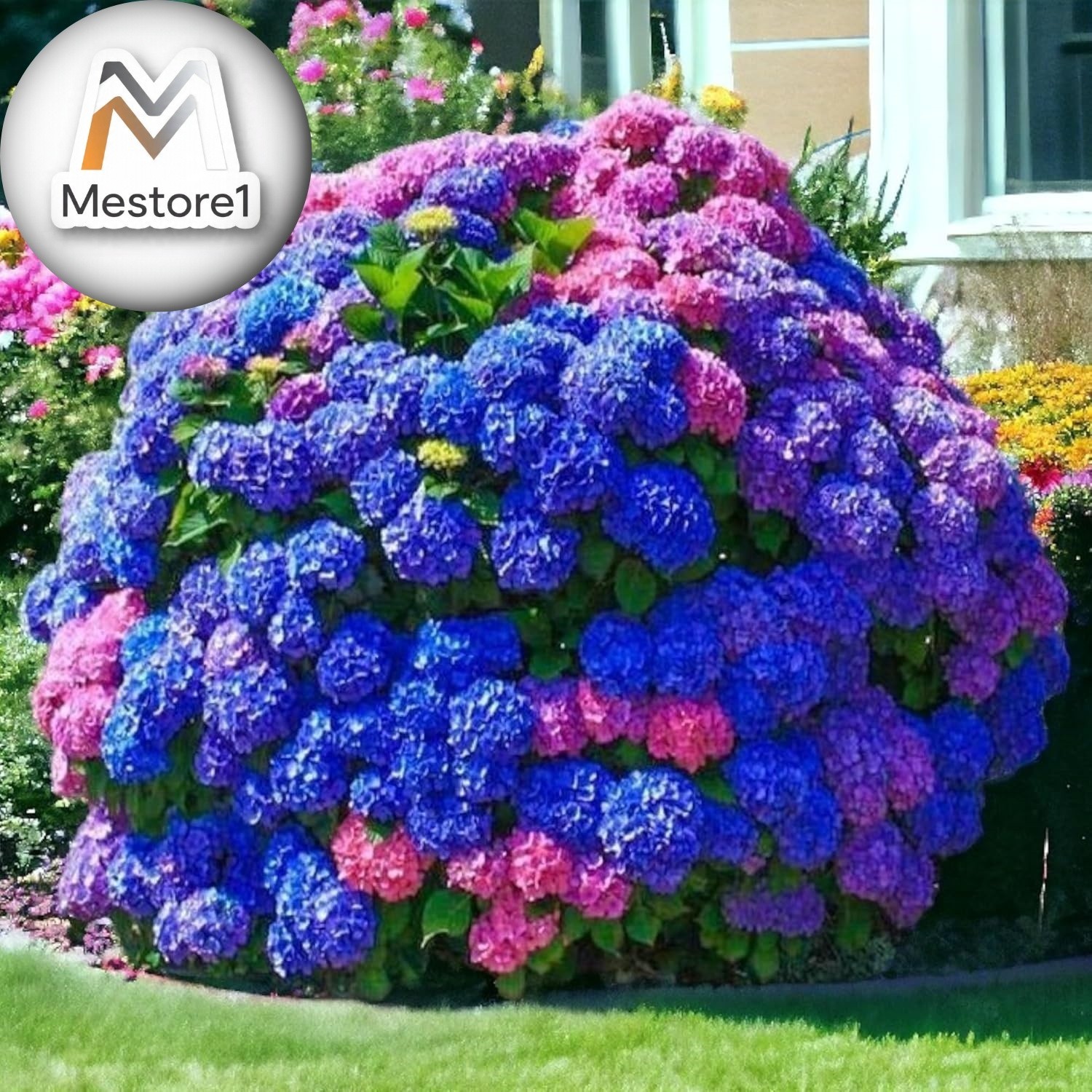 35 Mixed Color Hydrangea Seeds Blue, Pink & Purple Blooming Flower Seeds