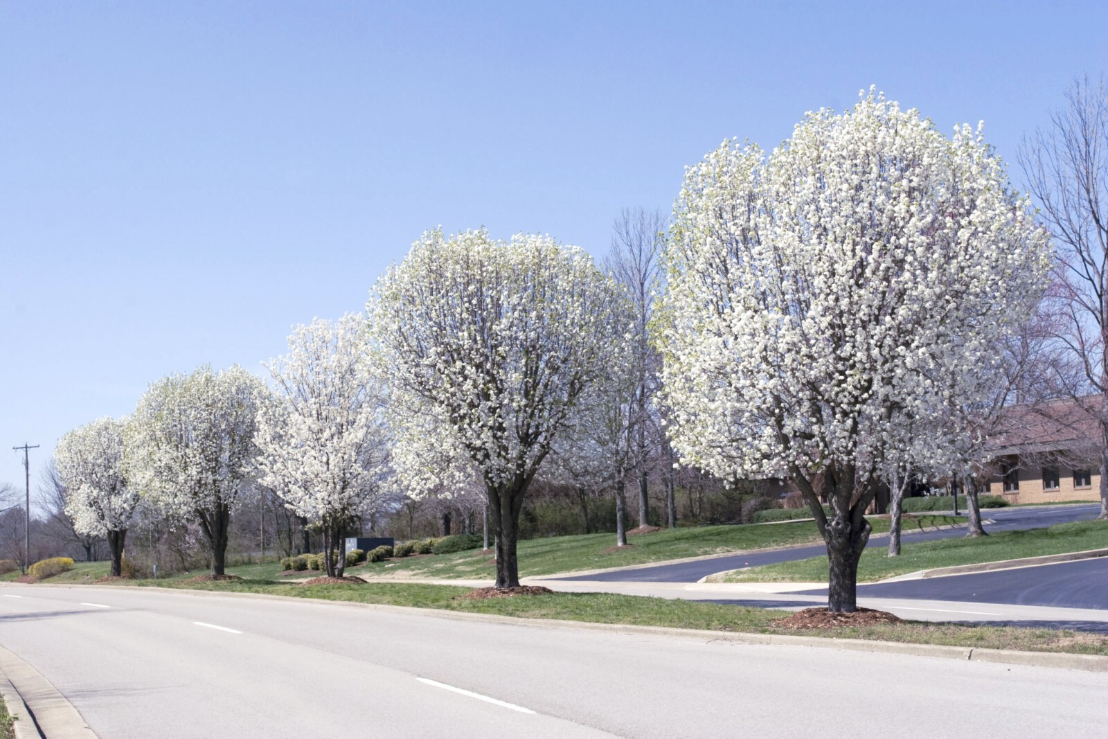 Bradford Pear Tree Seeds (Pyrus calleryana) “Callery” Fast Cold Hardy to Zone 4