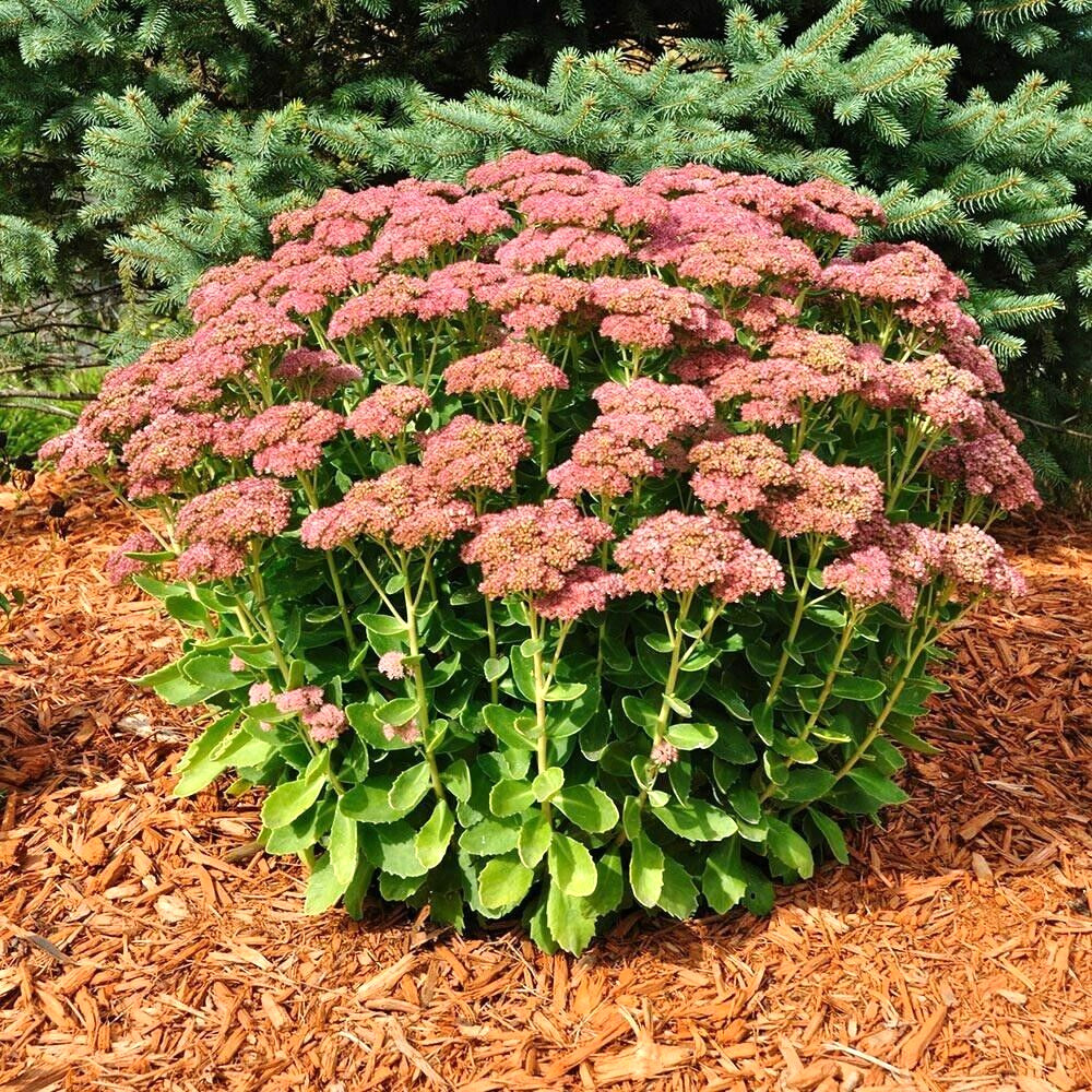 50 AUTUMN JOY SEDUM SEEDS – Sedum spectabile ‘Autumn Joy’ ( variegated leaf )