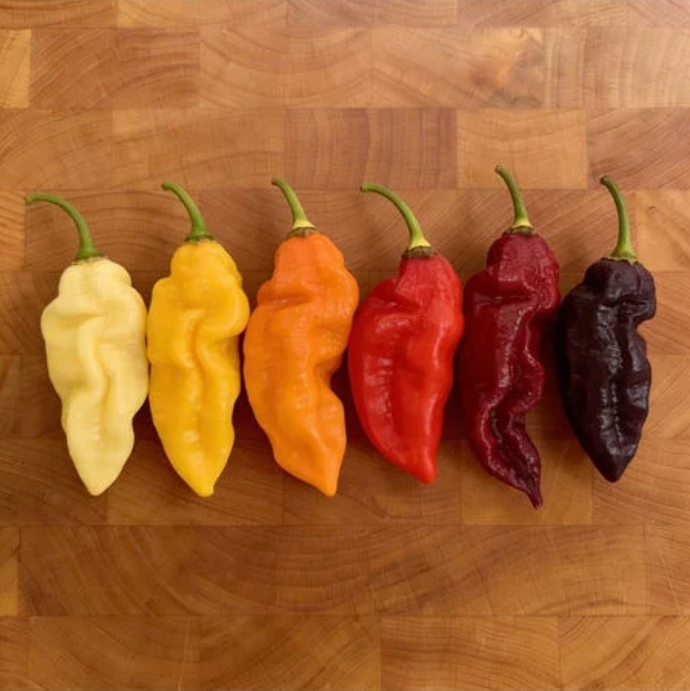 Ghost Pepper Mix – 100 Seeds – Heirloom – Organic – HOT!