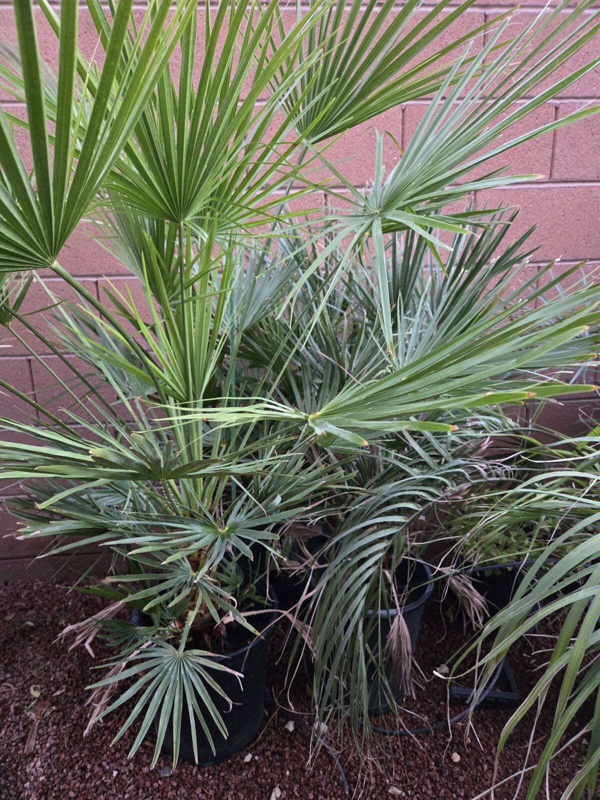 Mediterranean Fan / European Palm Tree, Chamaerops Humilis, 8 Years Old, 46″ +