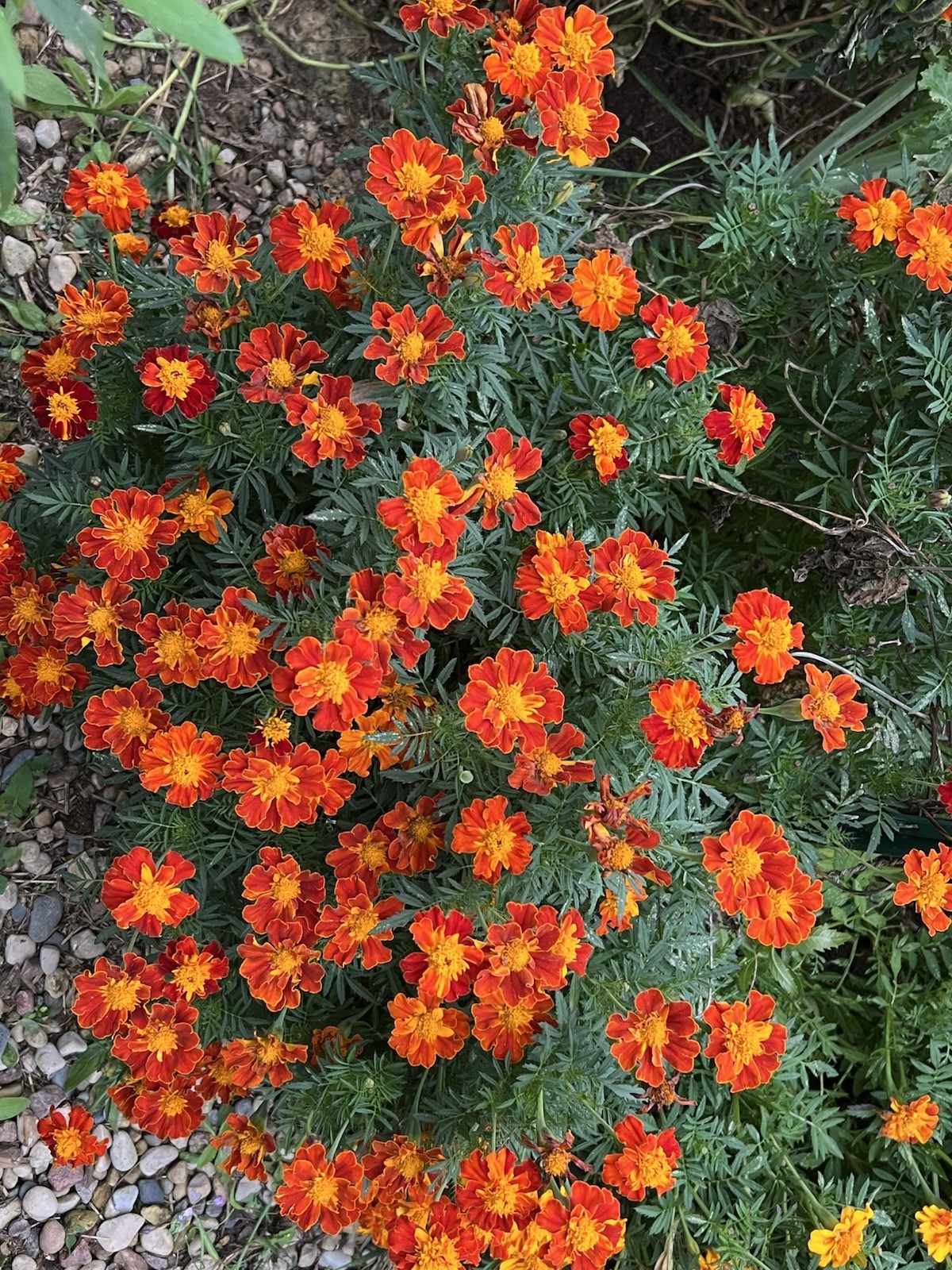 Red Spark French Marigold Mix Seeds – NON-GMO – Free Shipping