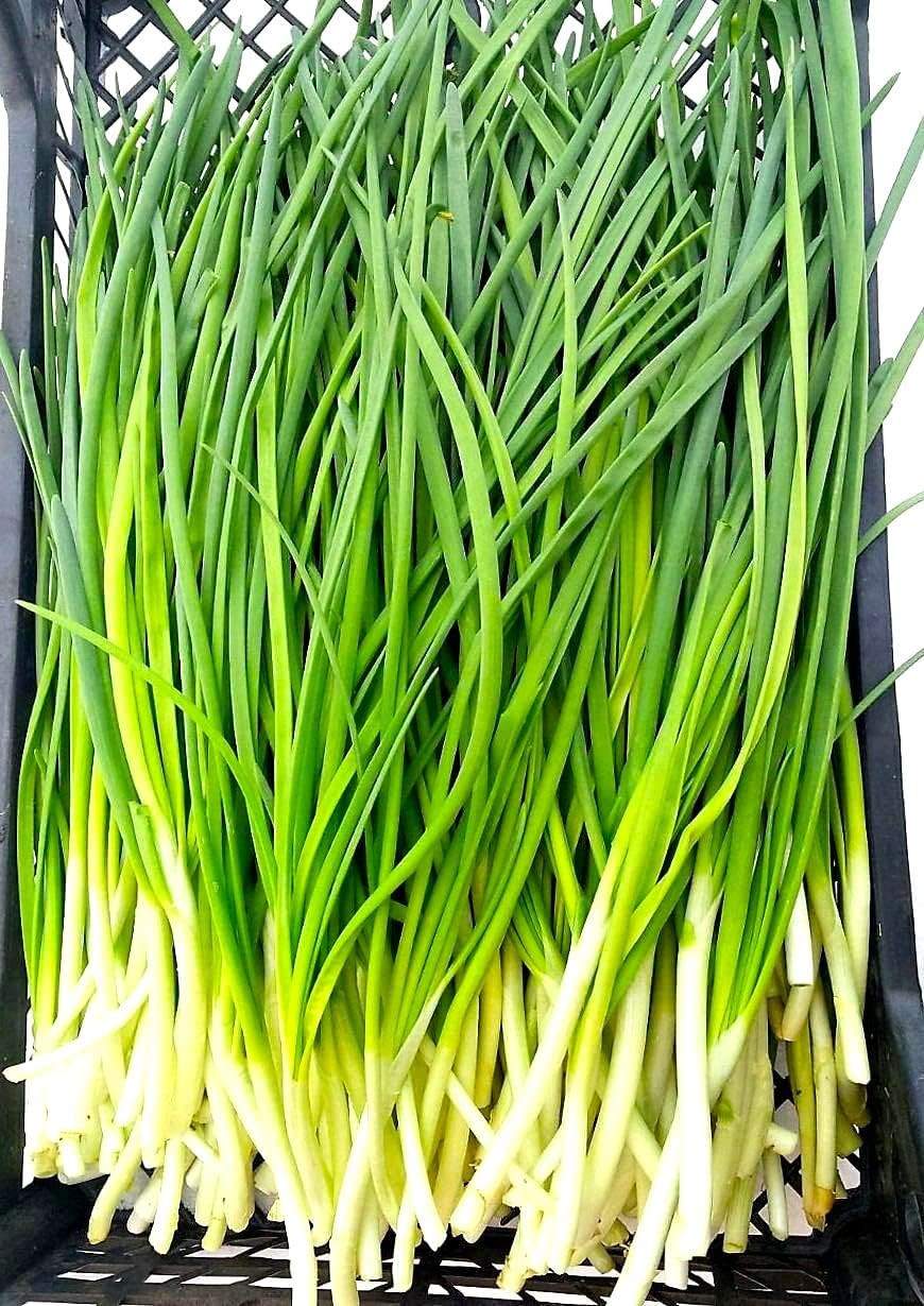 Bunching Green Onion Seeds Scallions about 300 Non-Gmo Seeds for Planting