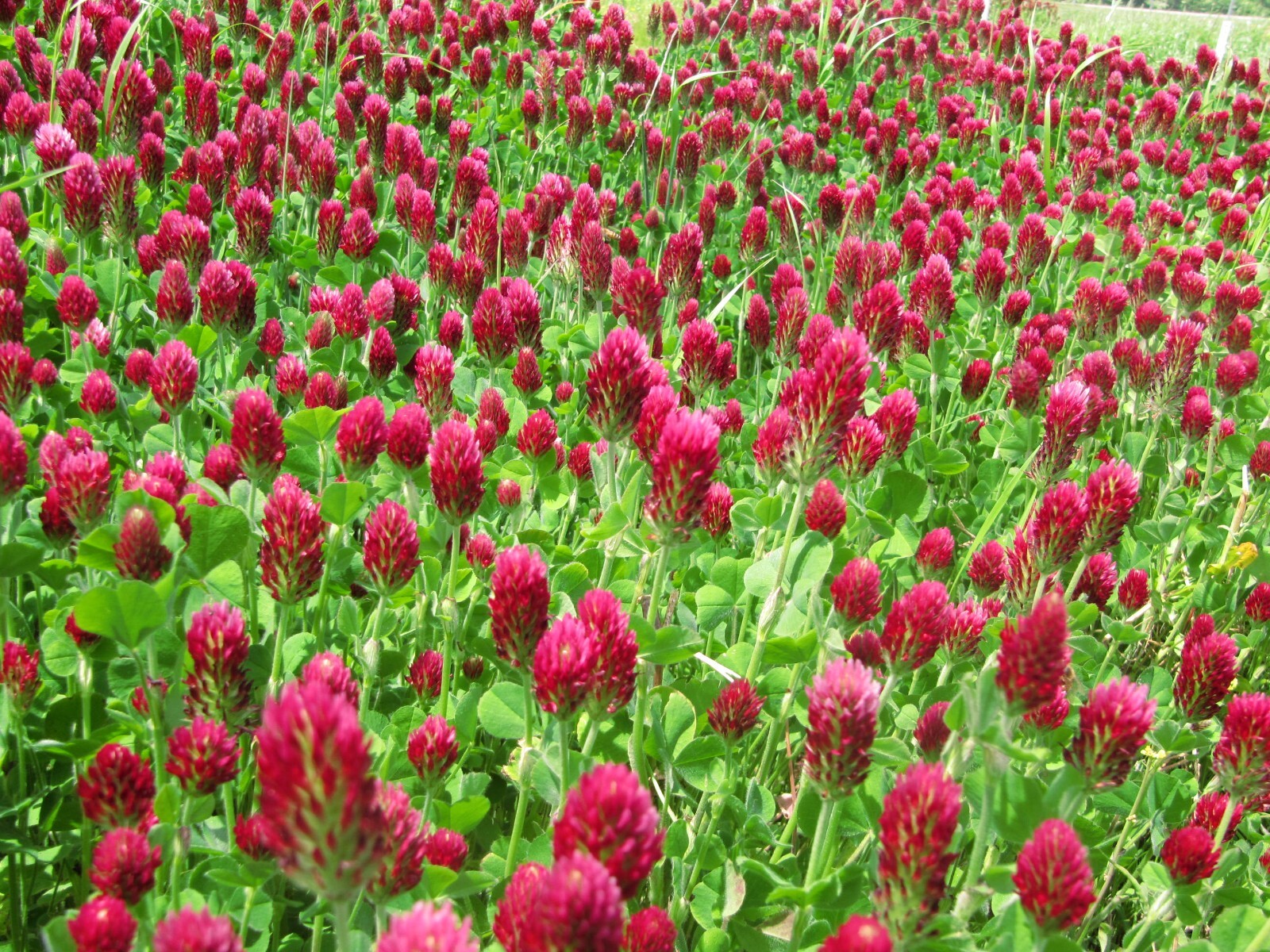 Crimson Clover Cover Crop Seeds For Planting – NON-GMO – Heirloom – Inoculated