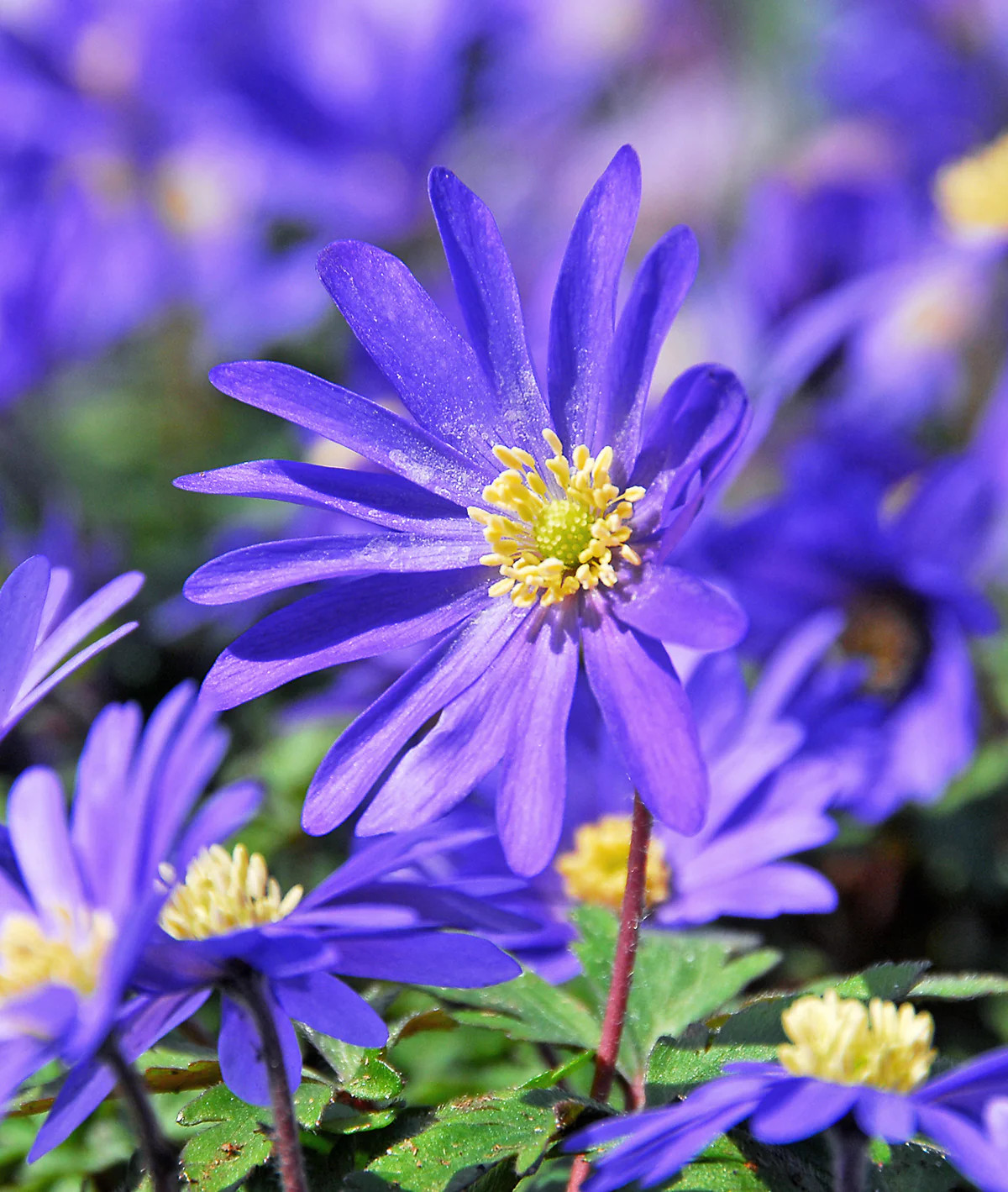 Blue Shades Anemone blanda – 25 bulbs