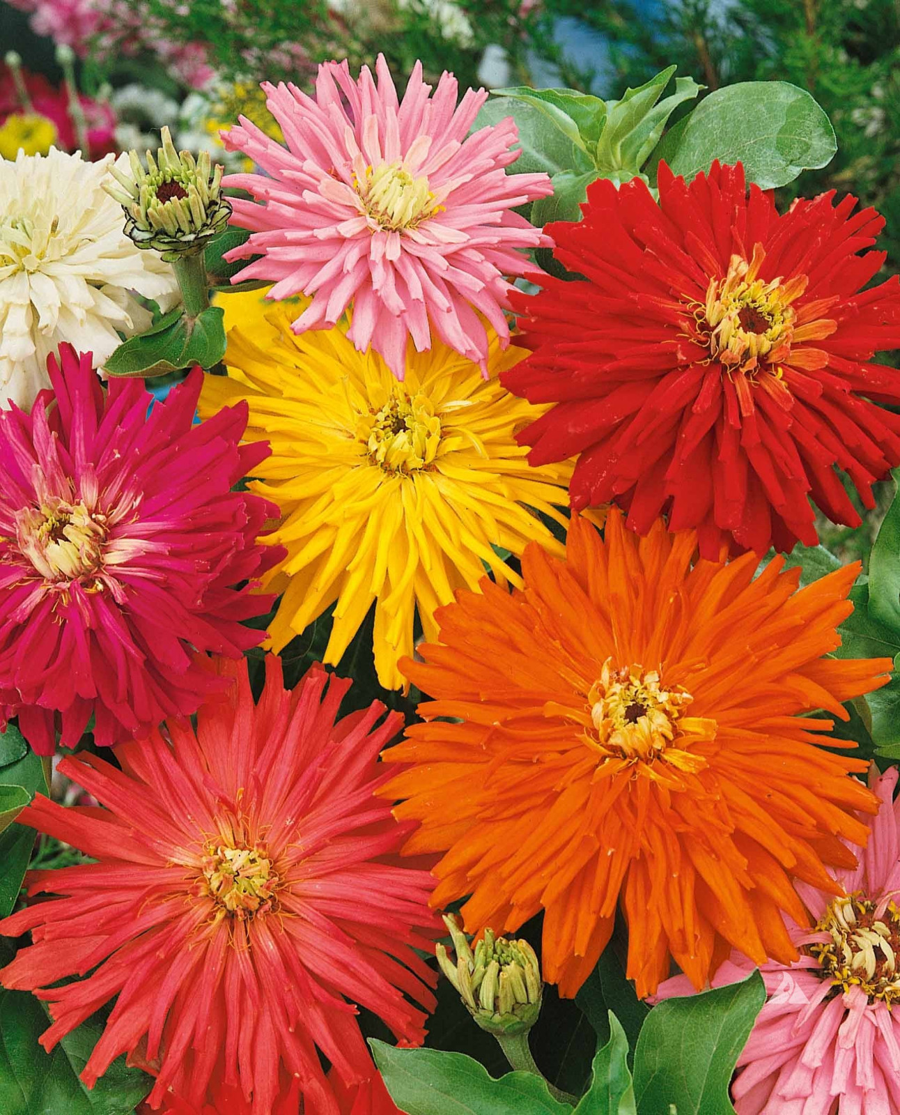 200+ CACTUS FLOWERED ZINNIA MIX — HEAT DROUGHT TOLERANT —— FRESH