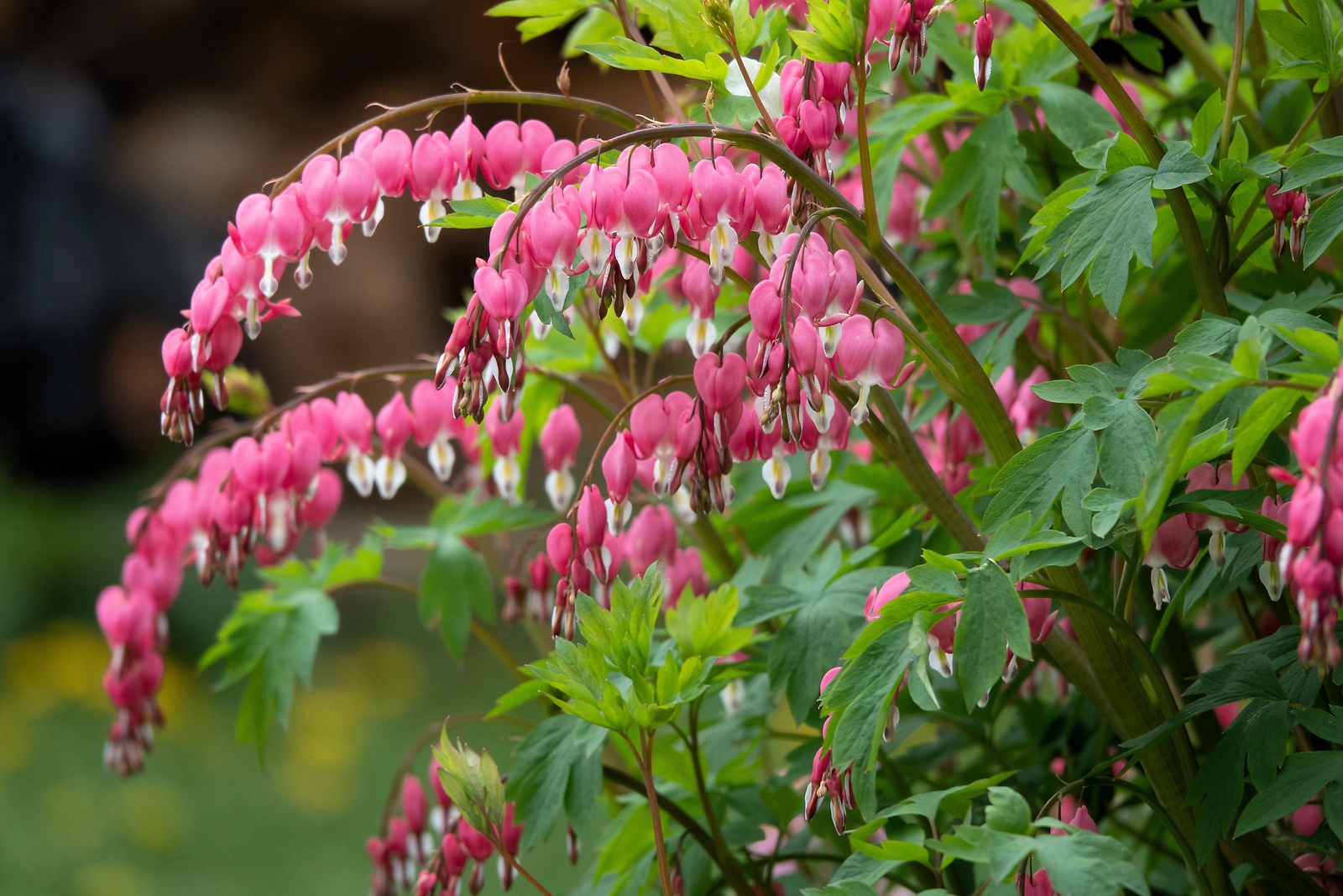 10 BLEEDING HEART – PINK Old Fashioned Dicentra Formosa Shade Flower Seeds