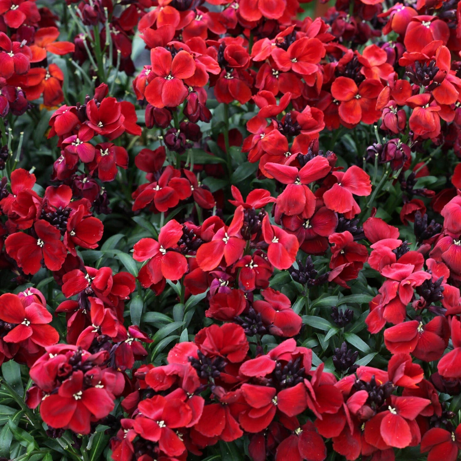 Cheiranthus Seeds Sugar Rush Red 50 Seeds Erysinnum Seeds