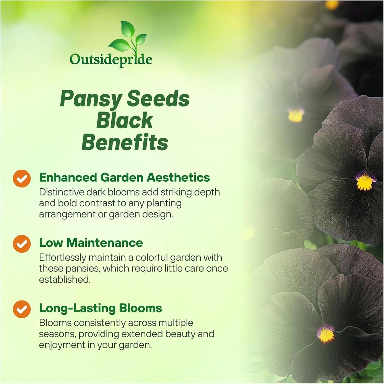 1000 Seeds Black Viola Pansy Seeds For Planting – Wittrockiana Clear