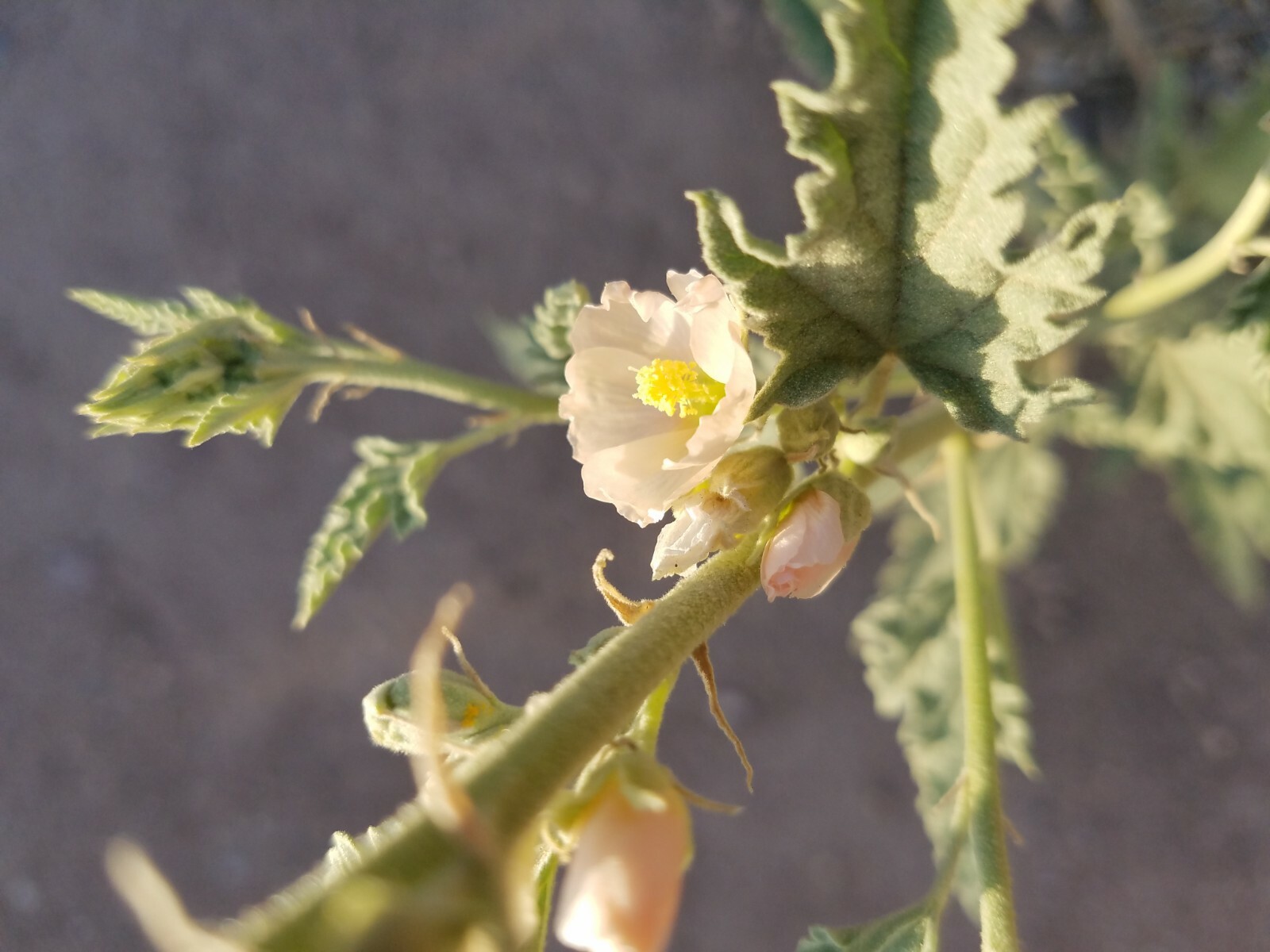 Globemallow Mixed Colors 250+ Seeds Pink White Orange Flower Sphaeralcea ambigua