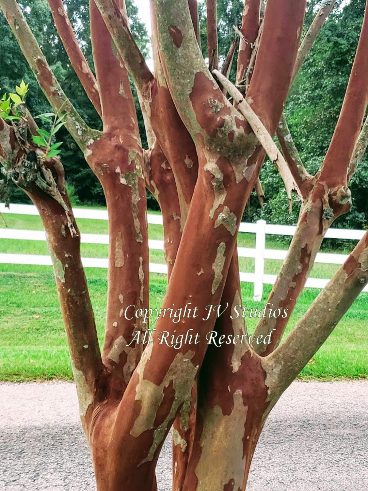 Crape Myrtle -Lagerstroemia- 20 Seeds -fuchsia Flower Standard Or Bonsai