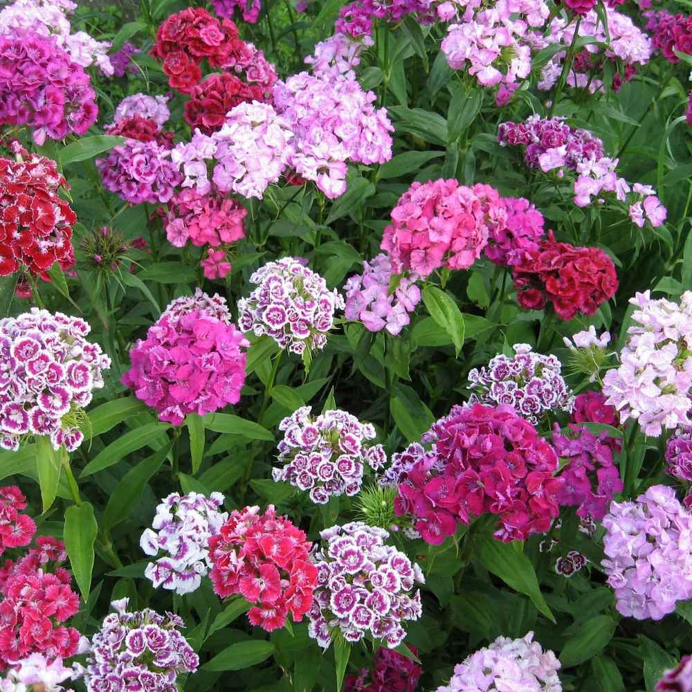 1 LB Dianthus Sweet William Seed Mix For Planting | Xeriscape Landscaping