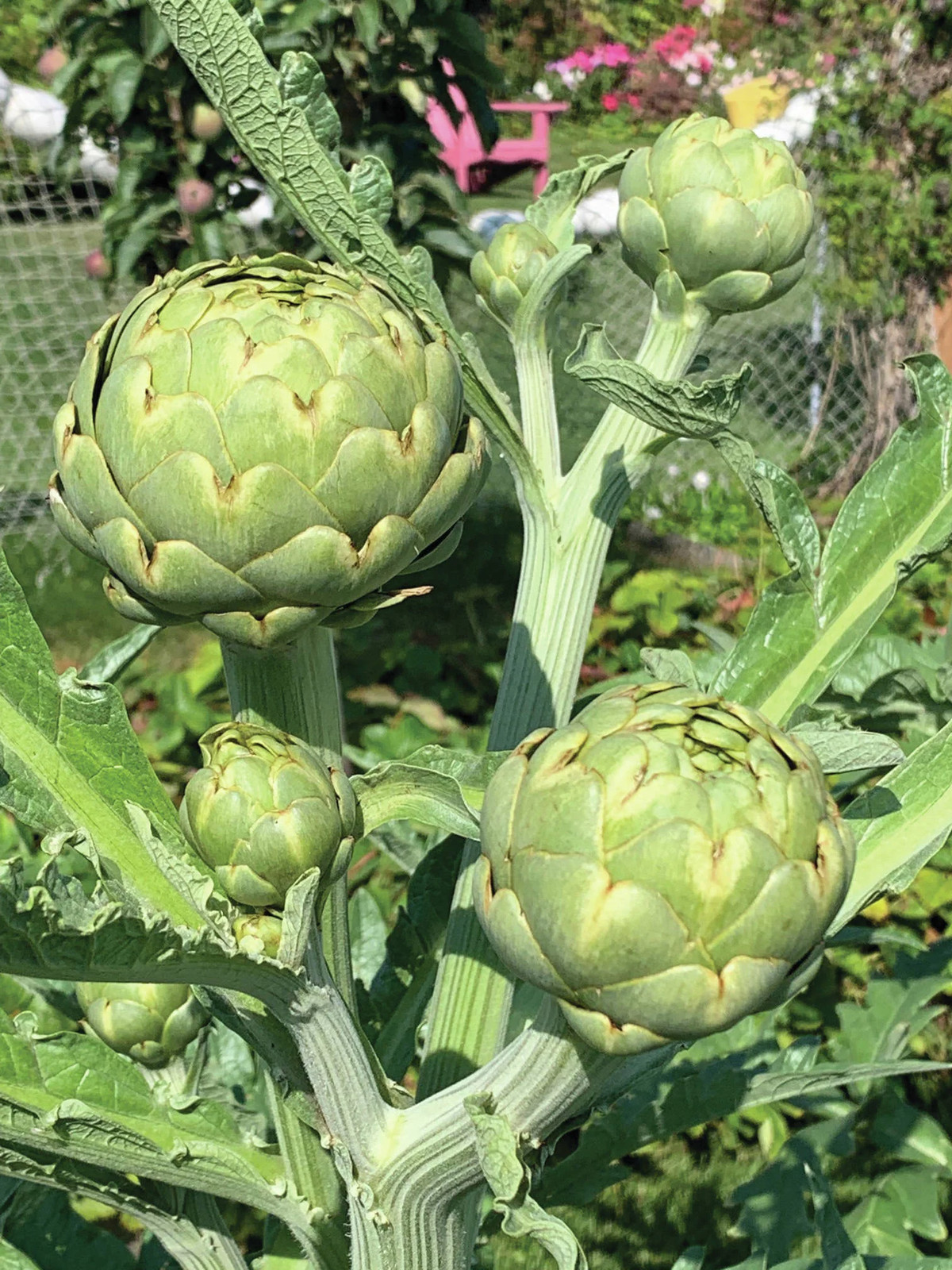 Green Globe Artichoke Seeds | Cynara Scolymus Green Artichokes Perennial Seed