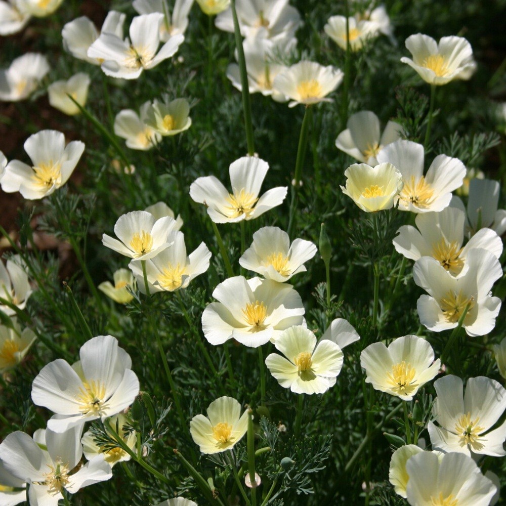 5,000 White Linen California Poppy Calif Eschscholzia Poppy Seeds For Planting