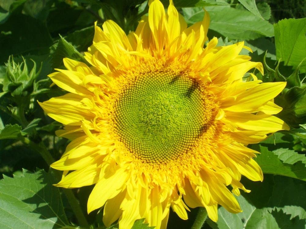 Mixed Varity Sunflower Seeds for Planting – 200+ Heirloom Non-GMO Giant Red P…