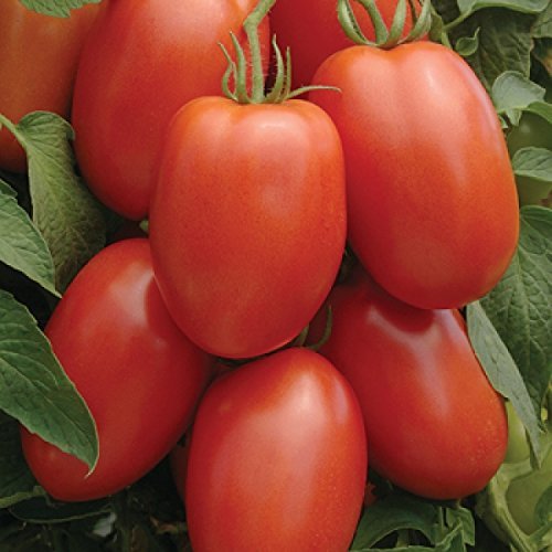 Tomato Roma (Lycopersicon Esculentum) Bulk Wholesale Great Garden 6,000 Seeds