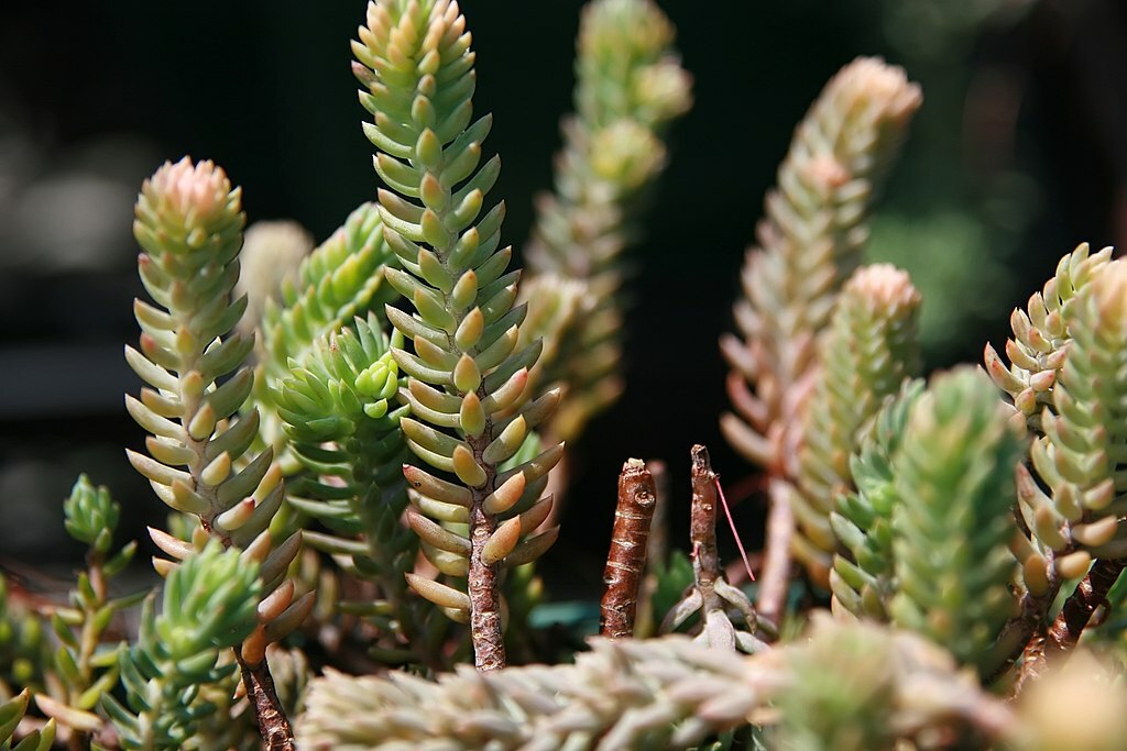 SEDUM BLUE SPRUCE 200 SEEDS, HARDY SEDUM, YELLOW FLOWERS IN SUMMER, EZ TO GROW.