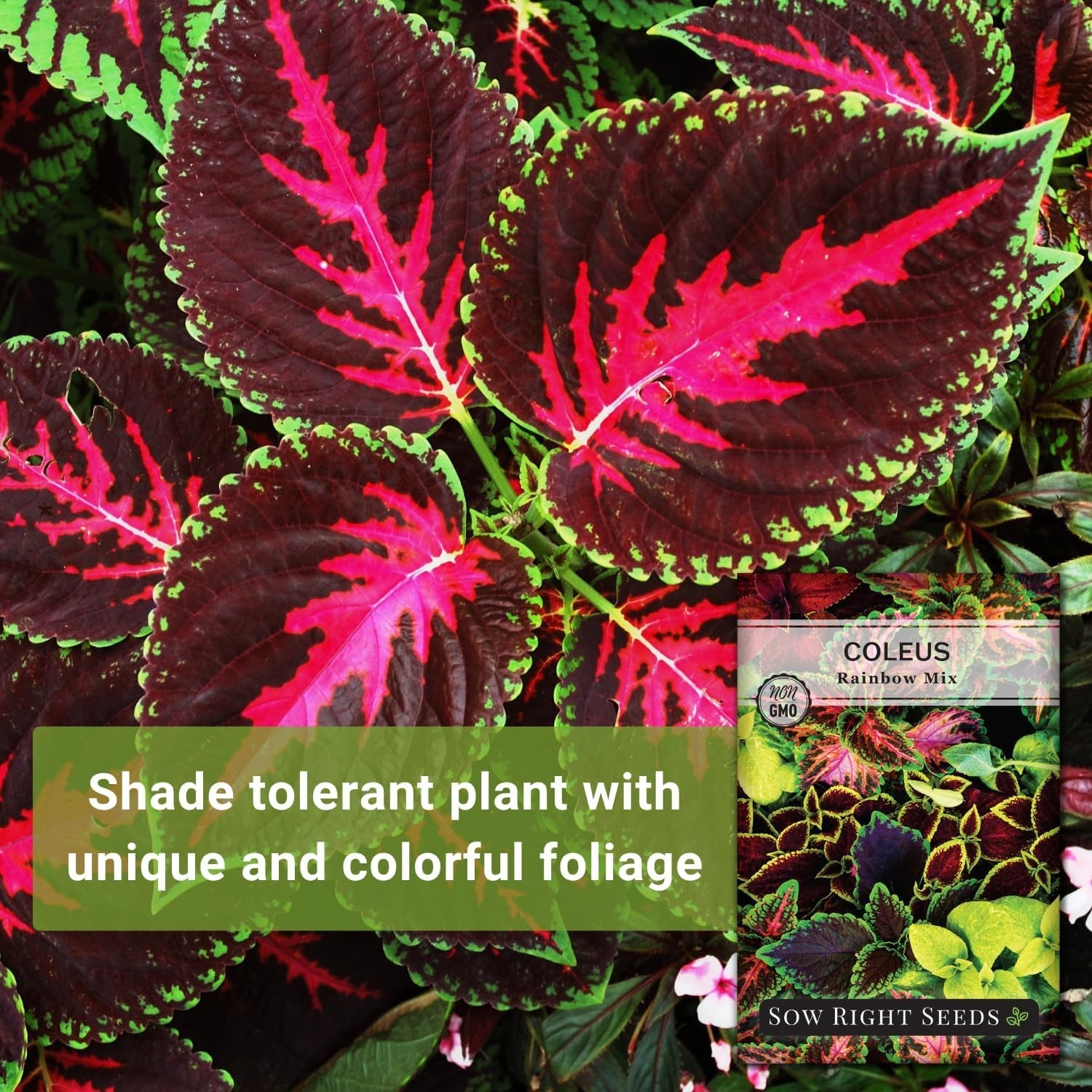 Non-GMO Coleus Seeds – 800 Pack for Indoor/Outdoor Gardening, Easy Care