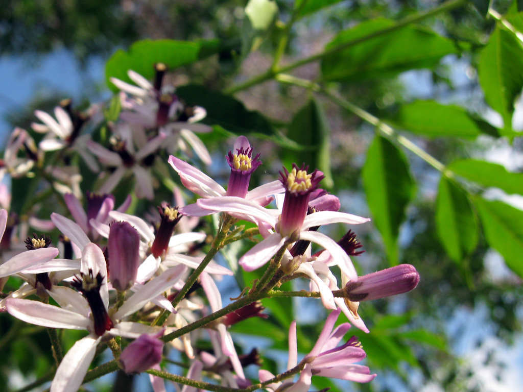 Chinaberry, Melia azedarach, Tree Seeds
