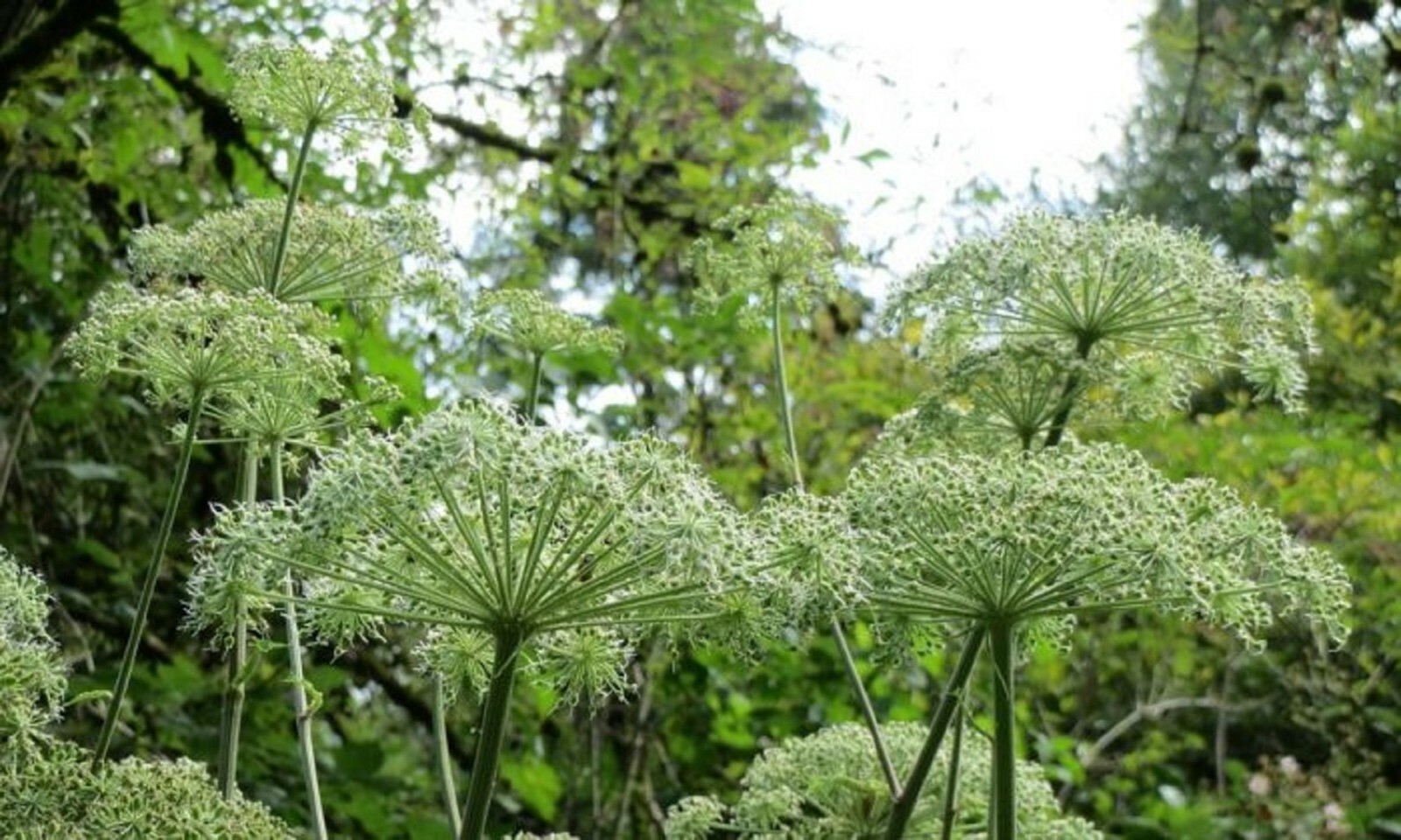 50 Angelica sinensis Seeds – Dong Quai Chinese Female Ginseng Perennial Herb