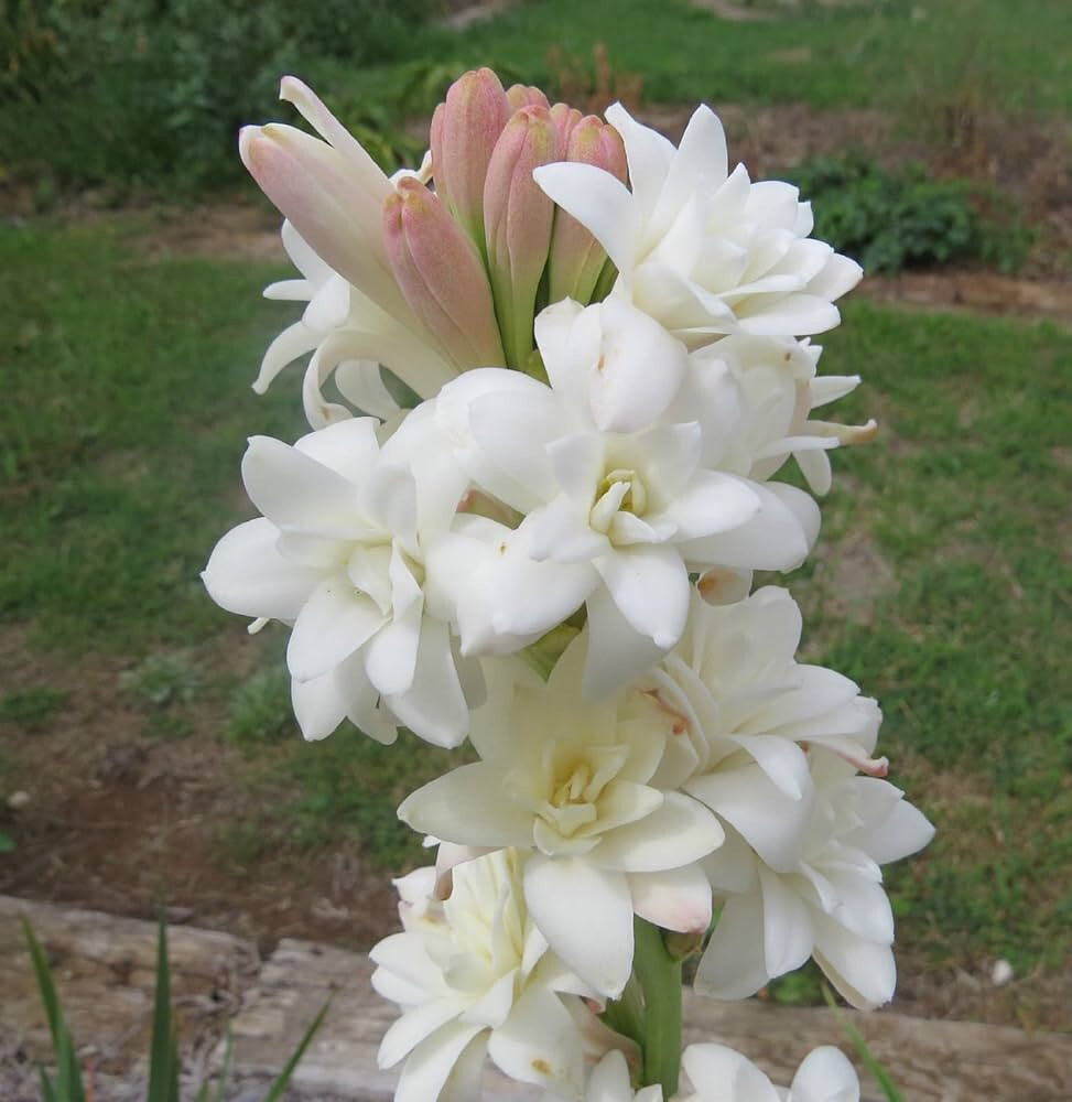 1- Tuberose Bulb single Mexican 12/14 CM Bulb Fragrant Polianthus