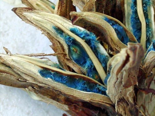 Ravenala madagascariensis | Traveller’s Palm | 5 Seeds