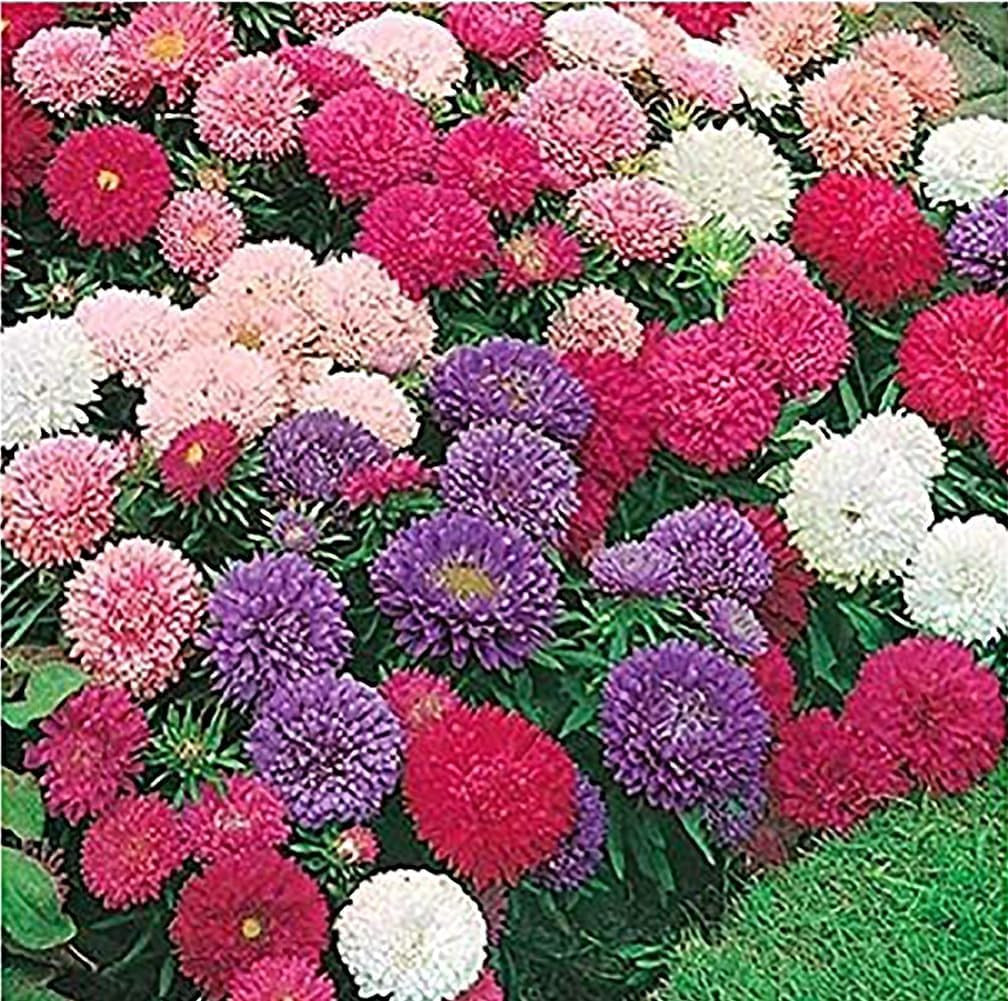 China Asters Seeds – Mixed Single Asters