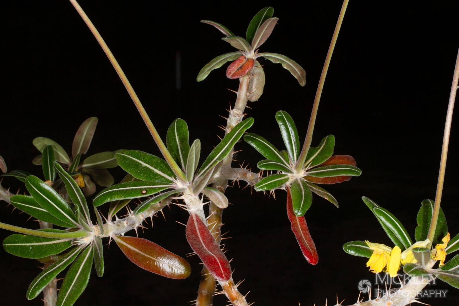 Pachypodium rosulatum, elephant’s foot plant, 5 seeds