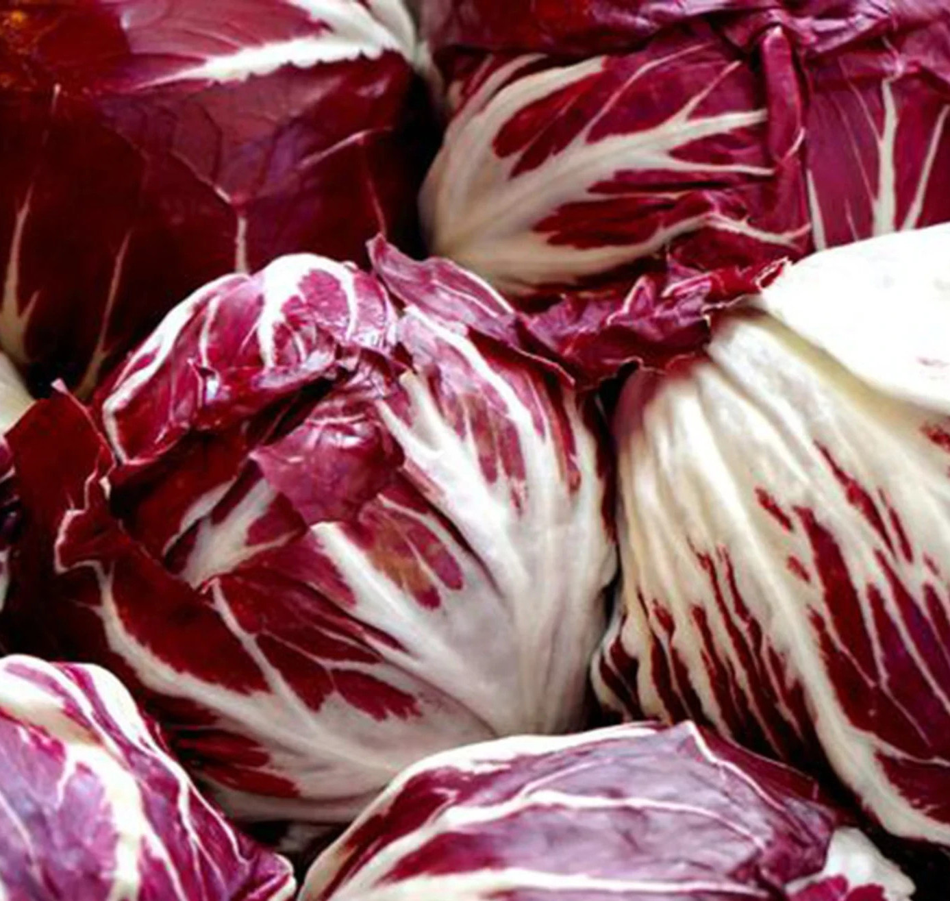 RADICCHIO SEEDS 1000+ PALLA ROSA cool season VEGETABLE garden FREE SHIPPING