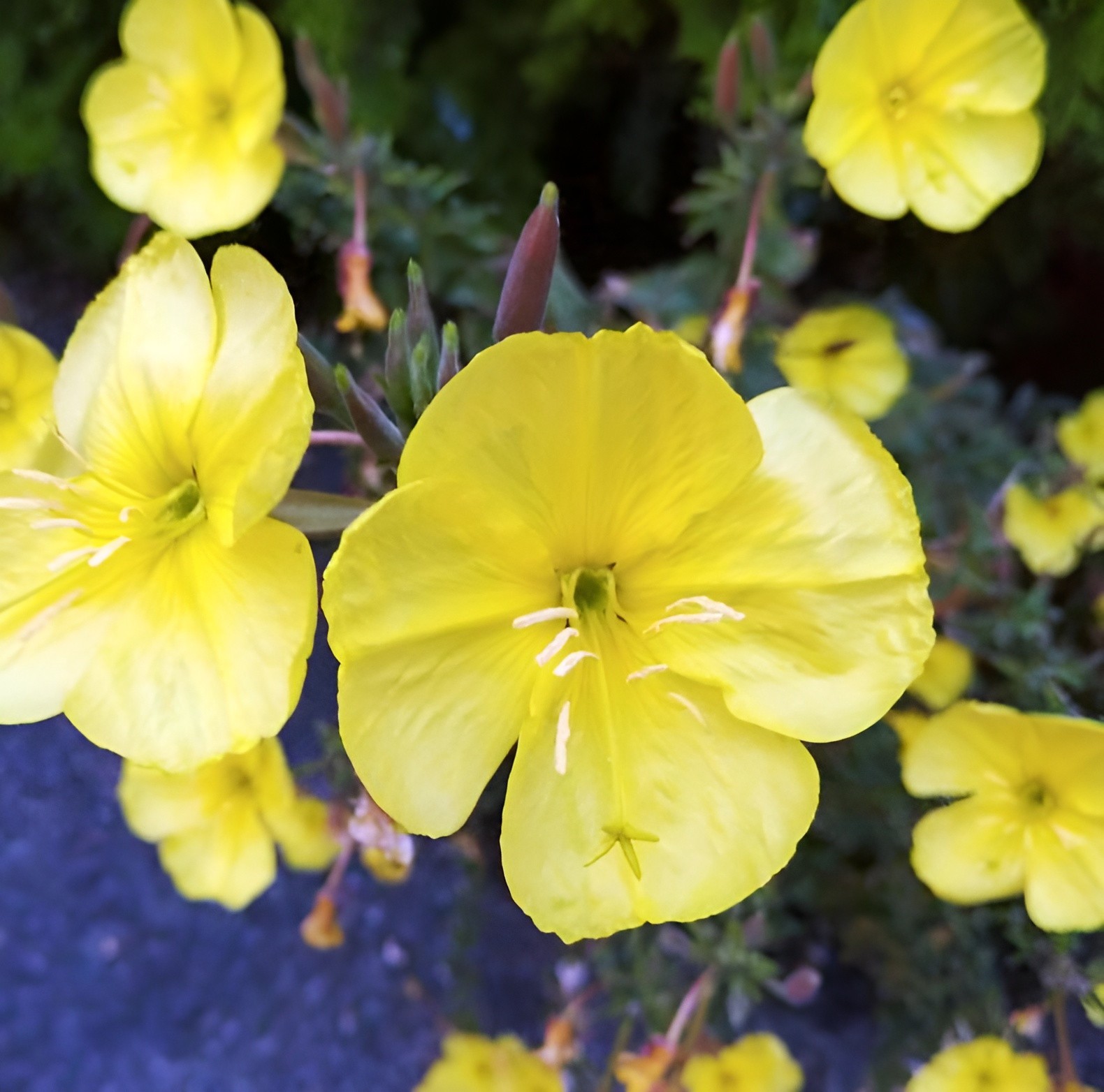 Common Evening Primrose Seeds – Stunning Yellow Wildflower Bulk Sizes Medicinal