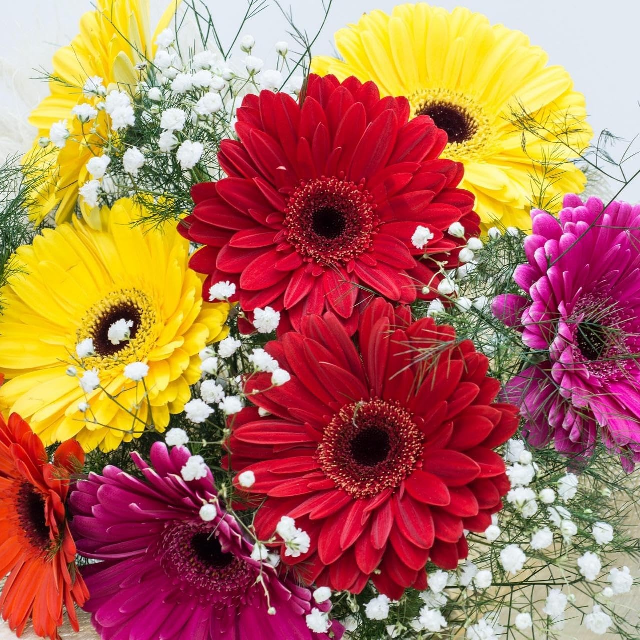 CarpetC 300+ Gerbera Daisy Seeds for Planting, Compact Perennial Colorful Lar…