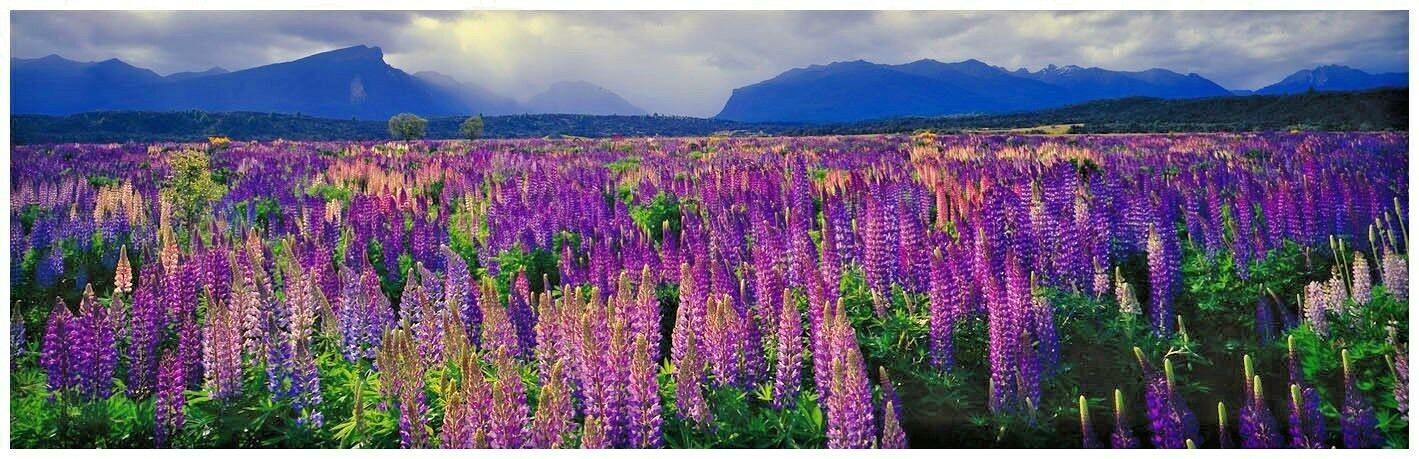 50+LUPINE RUSSELL MIX Seeds Native Wildflower Pollinators Cut Flowers Perennial