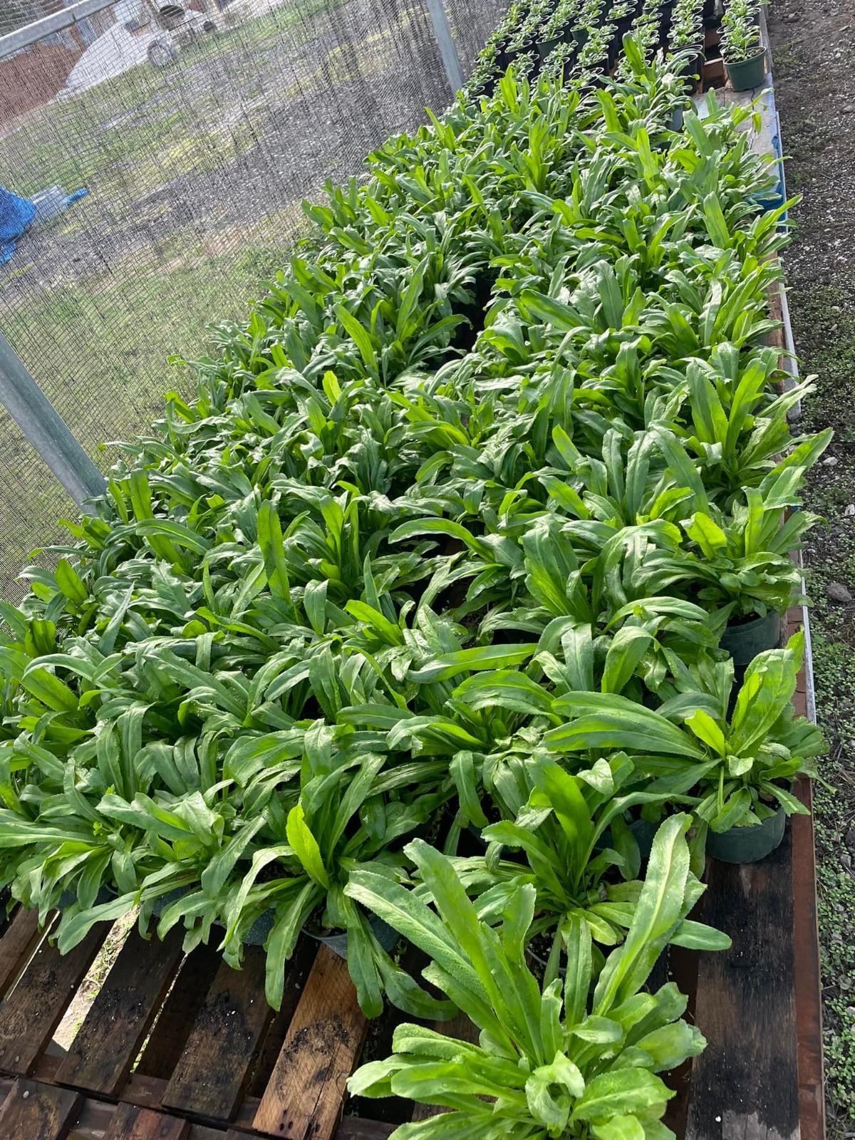Seeds, Puerto Rico, Ají Dulce, Ají Picante, Cilantro, Recao, Pimiento Morrón