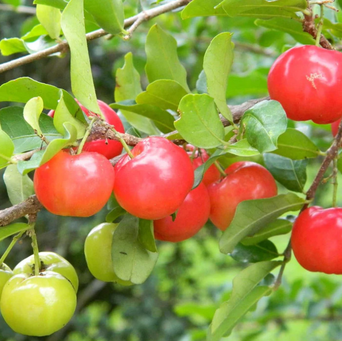 Barbados Cherry Live Plant – 4-6″ Tall – Tropical Fruit Tree for Fresh Eating