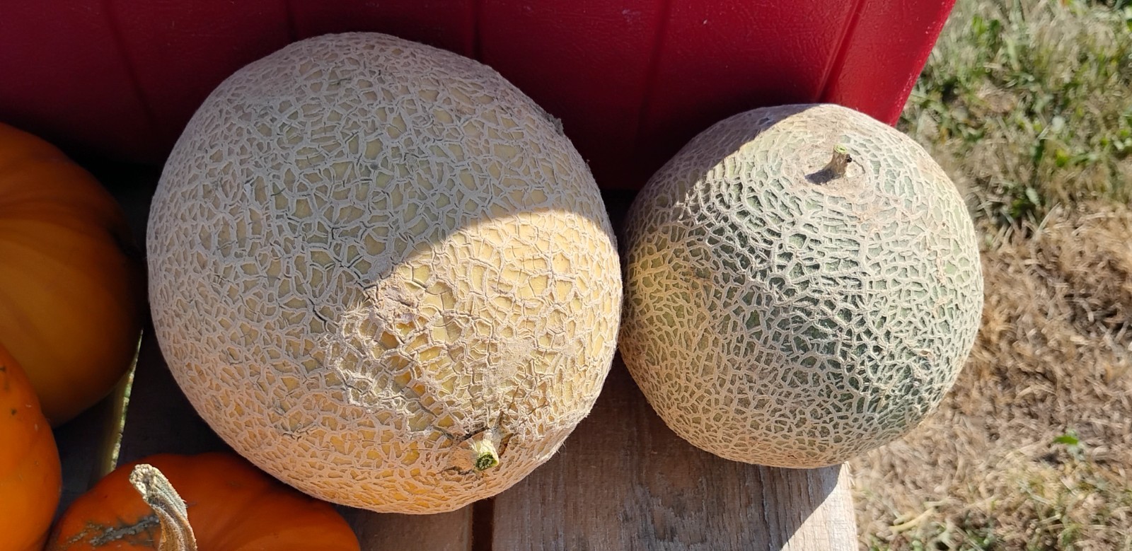 100 Ct. Great Lakes Compact Cantaloupe (Muskmelon) Seeds – MICHIGAN GROWN!