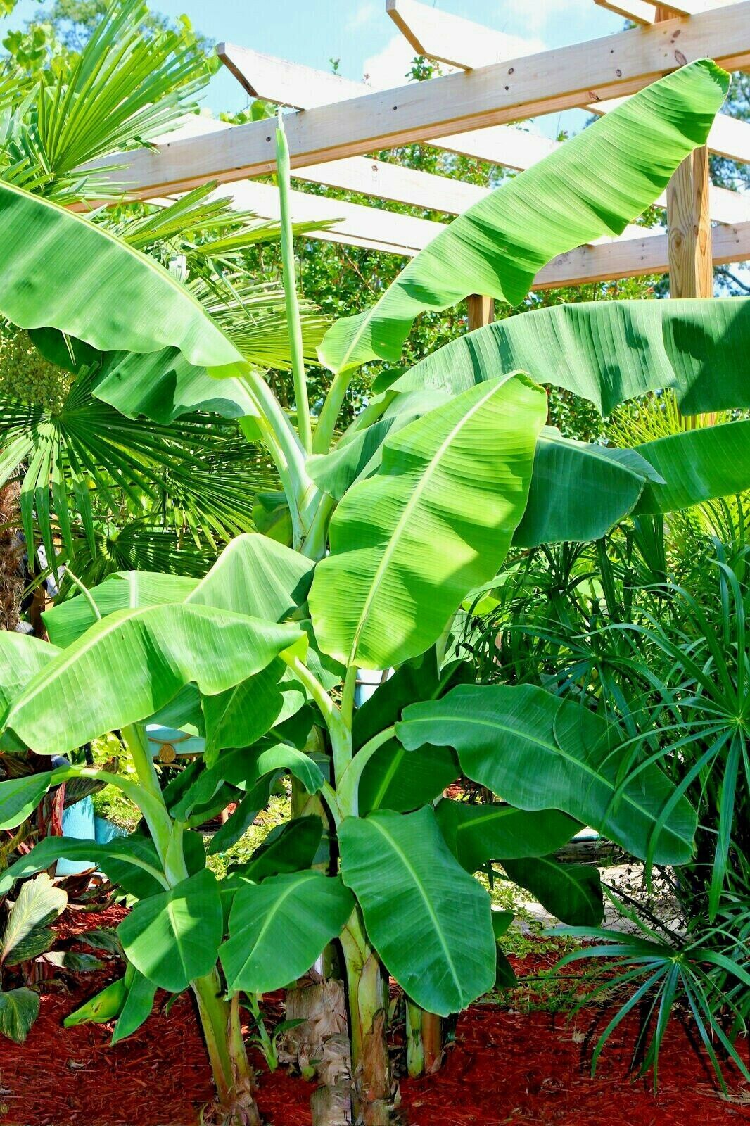 10 “DWARF” Cavendish BANANA Tree Seeds Musa acuminata Hardy Tropical Fruit Plant
