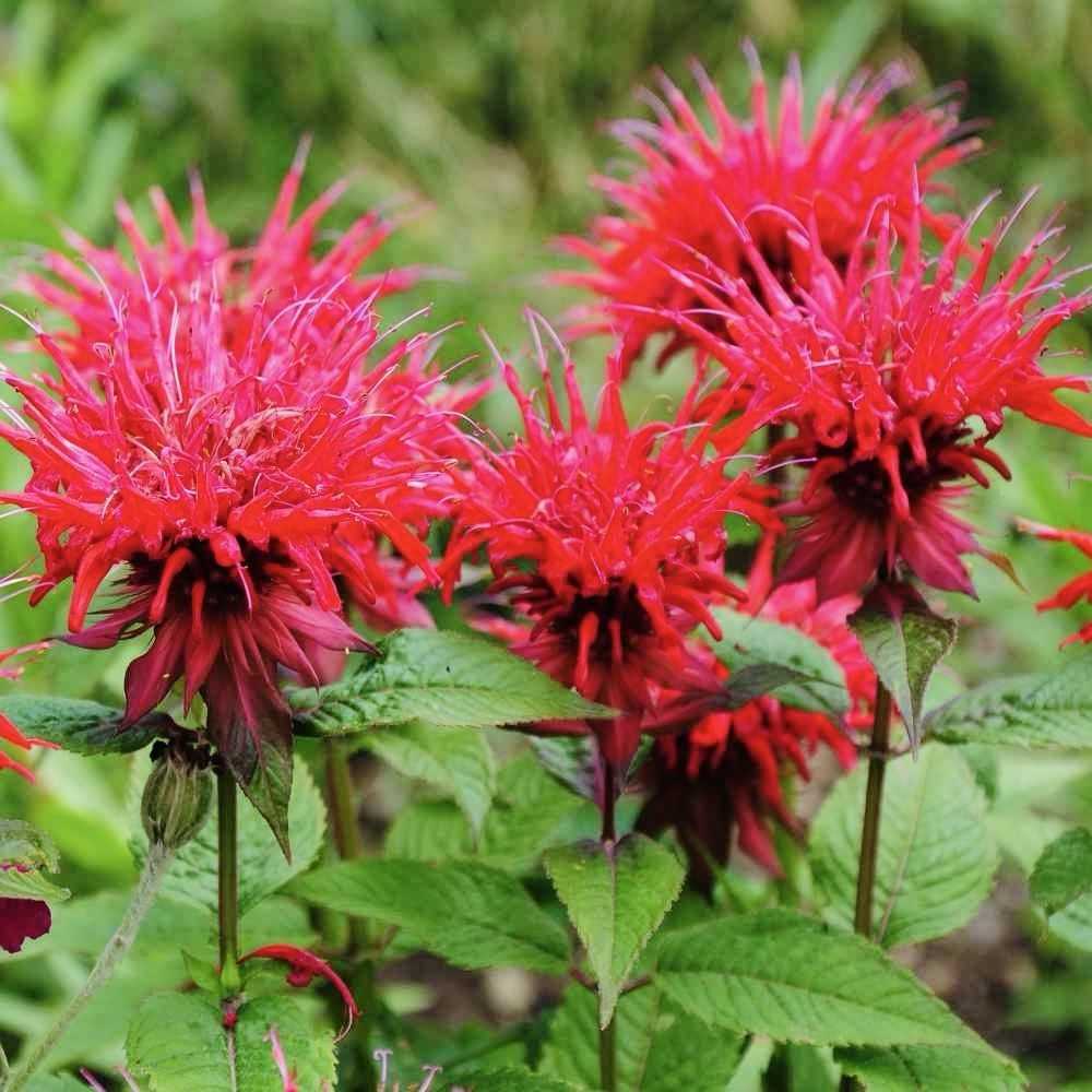 10+ Bee Balm SCARLET Red Monarda Didyma Seeds – Perennial Hummingbirds Non-GMO