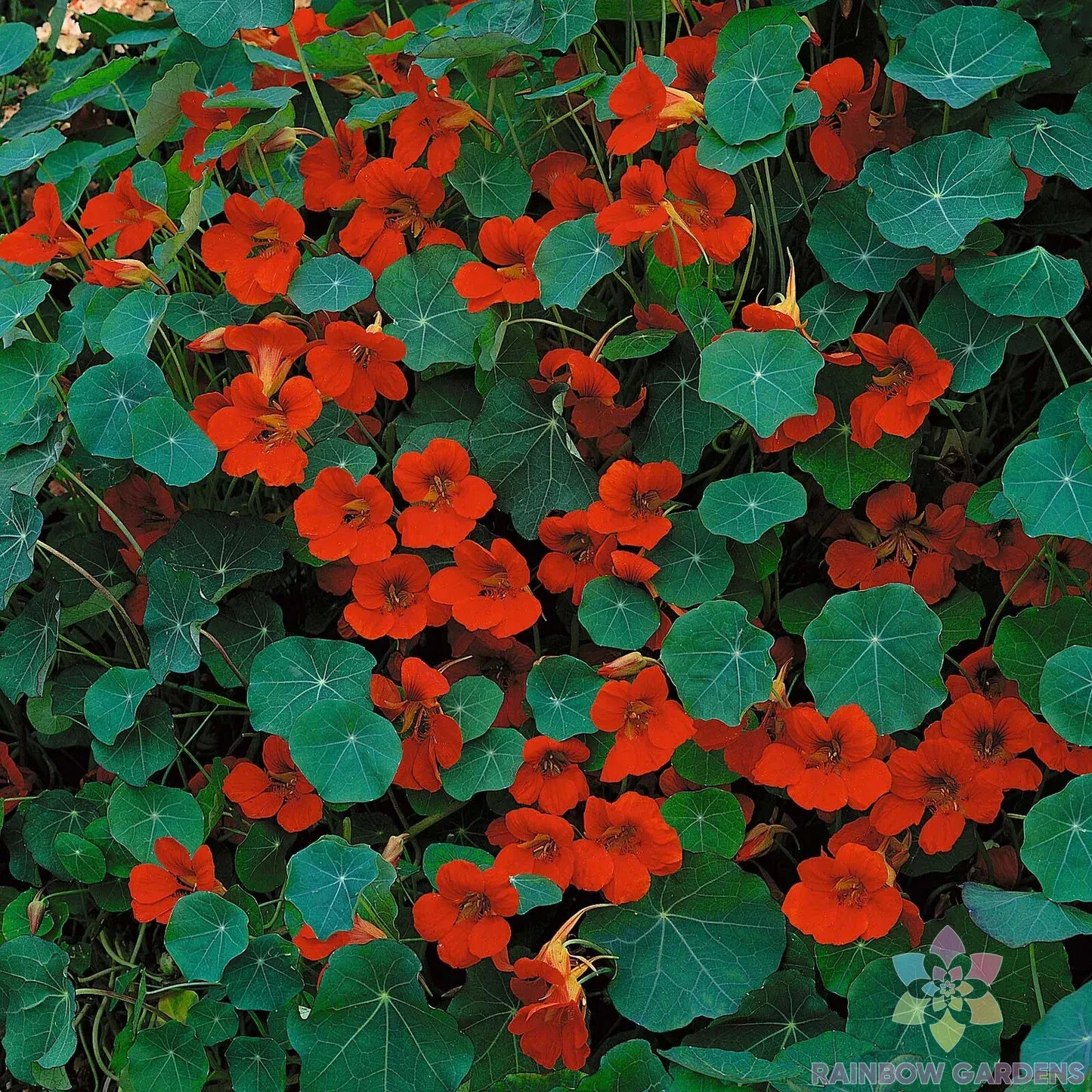 50+ Dwarf Empress of India Nasturtium Seeds for Garden – USA – FAST SHIPPING!
