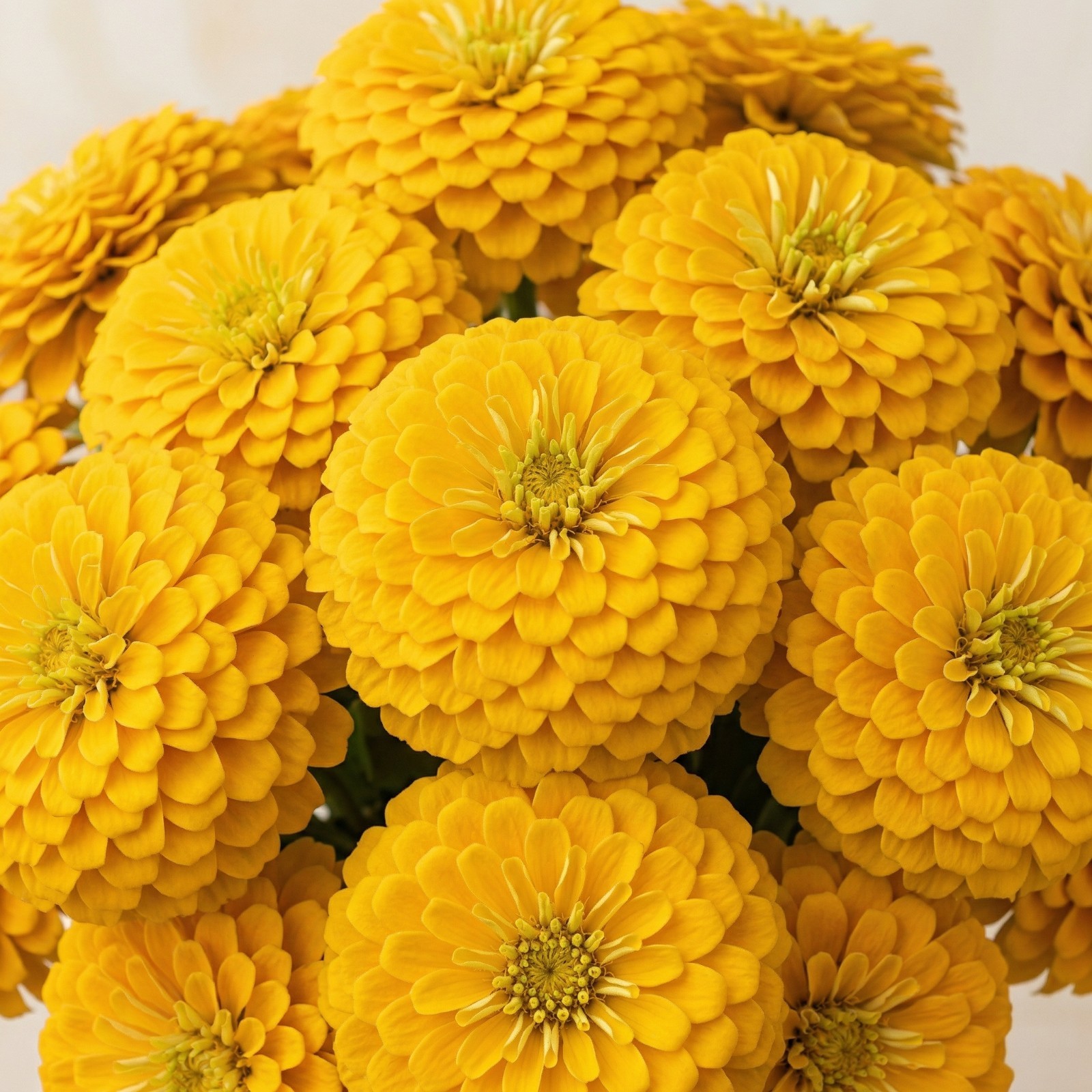 Zinnia Benary’s Giant GOLDEN YELLOW Double Cutflower Garden Huge Blooms 25 Seeds