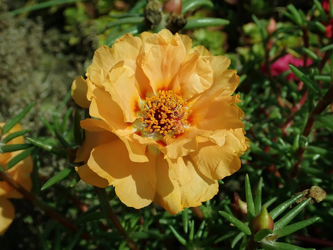 Double Mix Moss Rose Succulent Seeds – For 2025 Planting Flowering Succulent