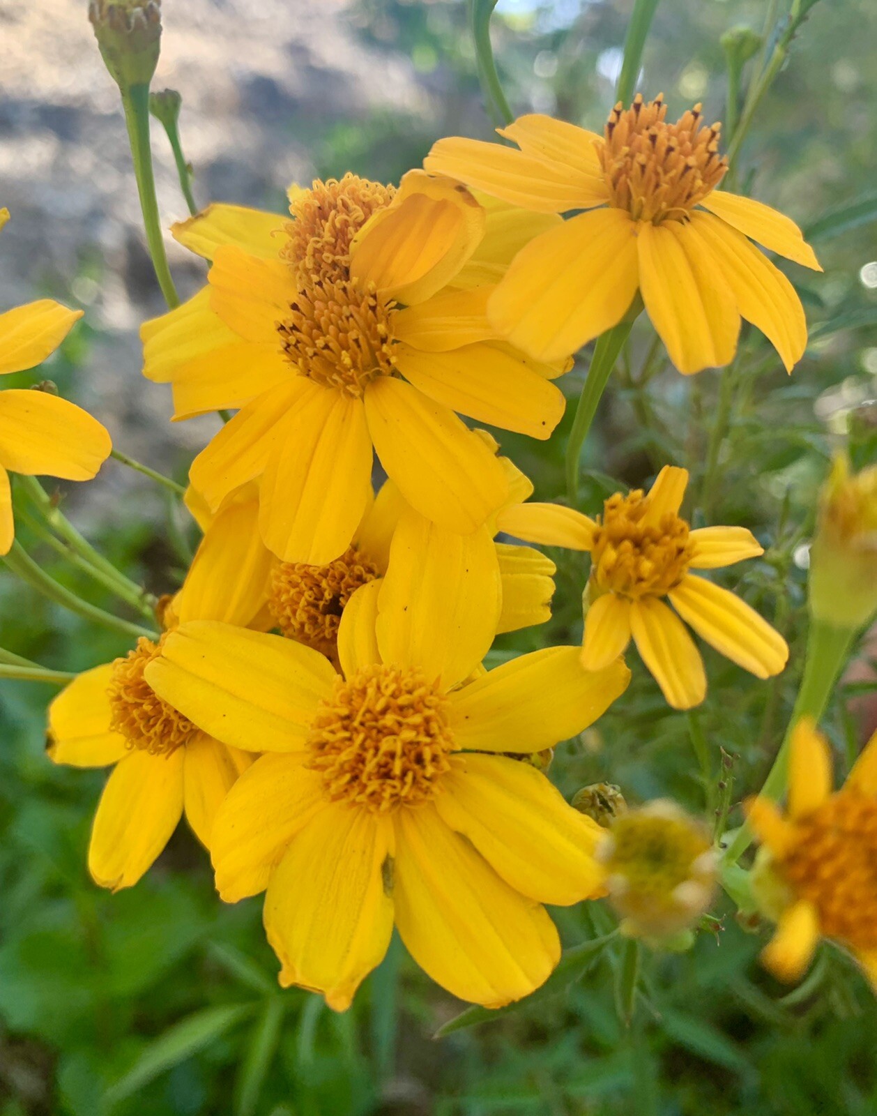 Mexican Marigold, Lemmon’s Marigold, Copper Canyon Daisy – 100+ seeds 2023 – USA