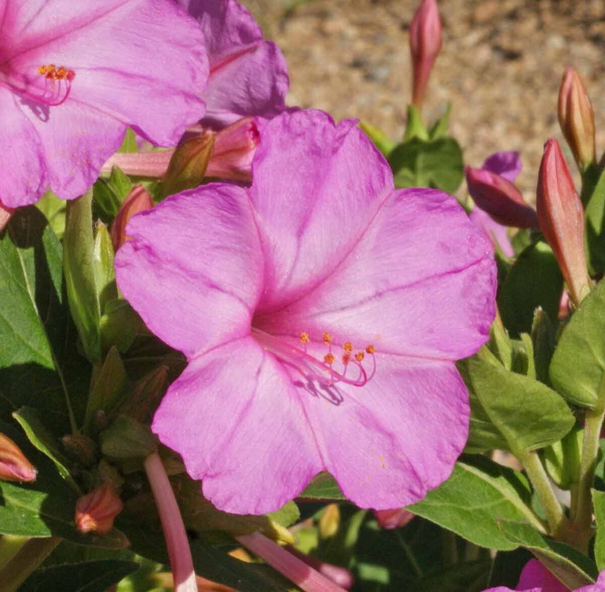 100 Pink Four O’Clock Flower Seeds Mirabilis jalapa