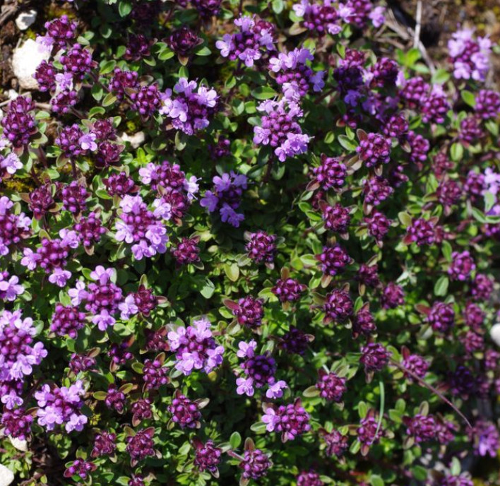 Landscaper’s Pack WILD THYME Fragrant Groundcover Honey Bees Non-GMO 5000 Seeds!