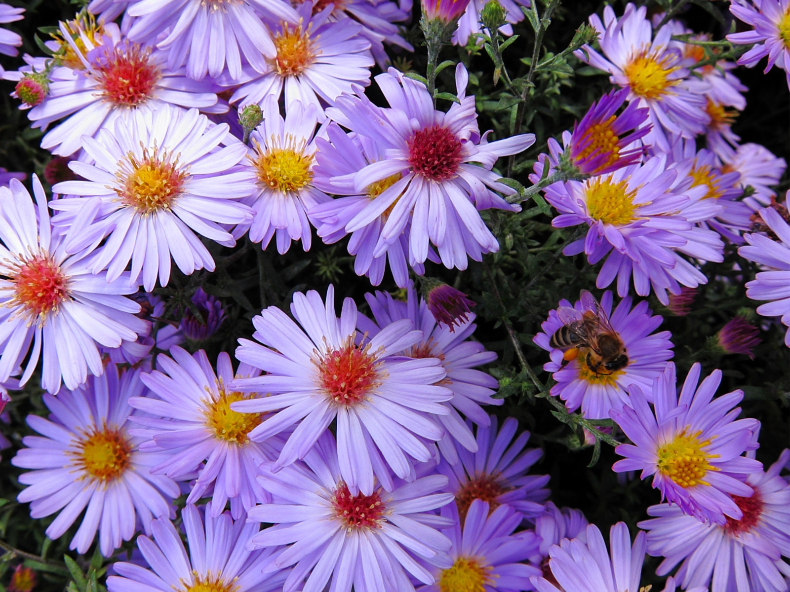100 Seeds| Swan River Daisy Mix Seeds #N014