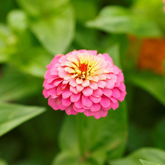 Zinnias CUT AND COME AGAIN Flowers Butterflies Hummingbirds Non-GMO 100 Seeds!