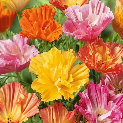 1,000 Ballerina Mix California Poppy Seeds For Planting Eschscholzia Californica